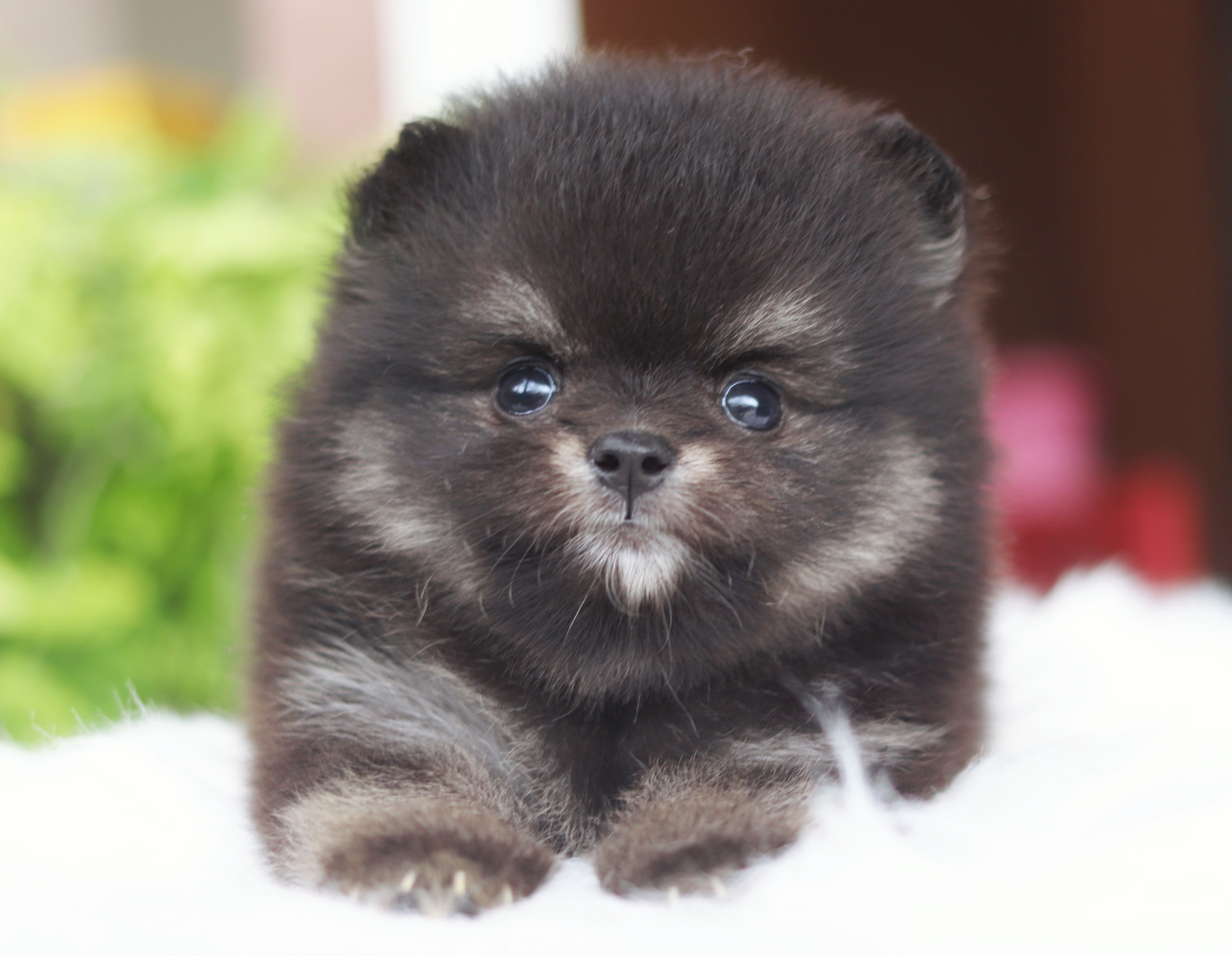 ปอมเมอเรเนียน เพศผู้ แบล็คแทน