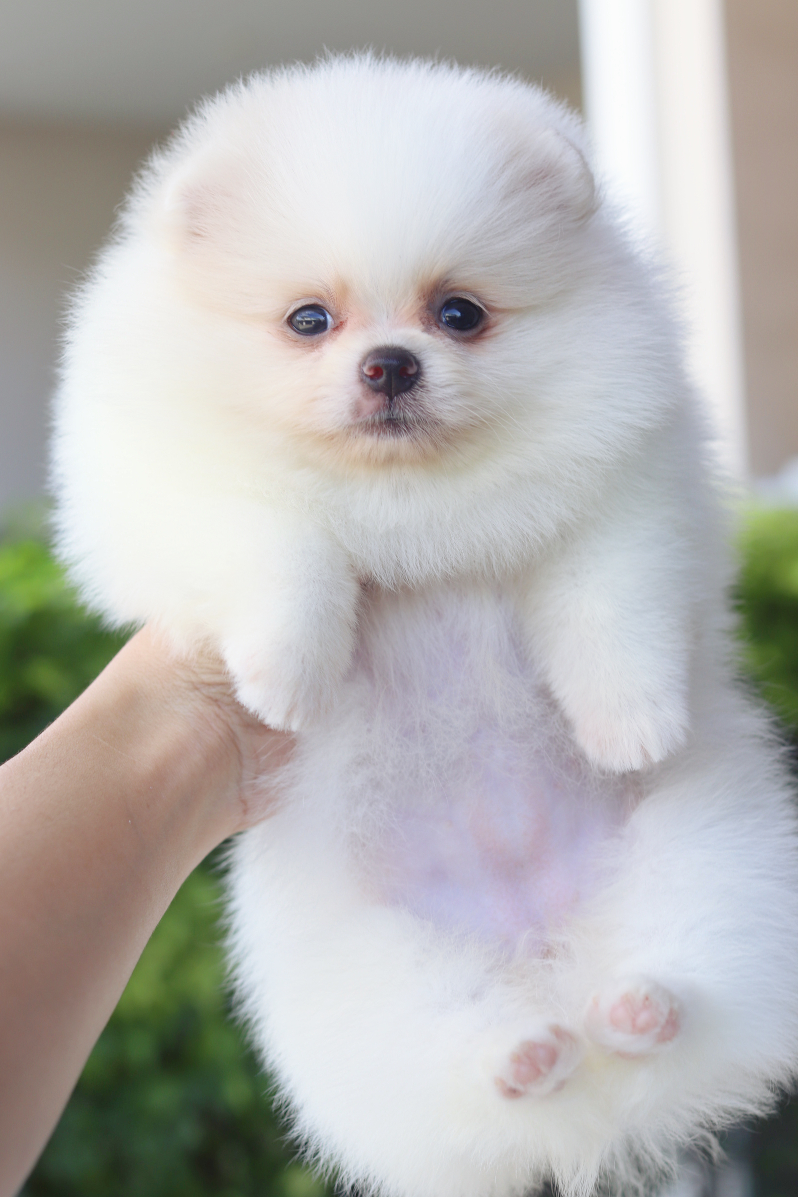 ปอมเมอเรเนียน เพศเมียสีขาวครีม