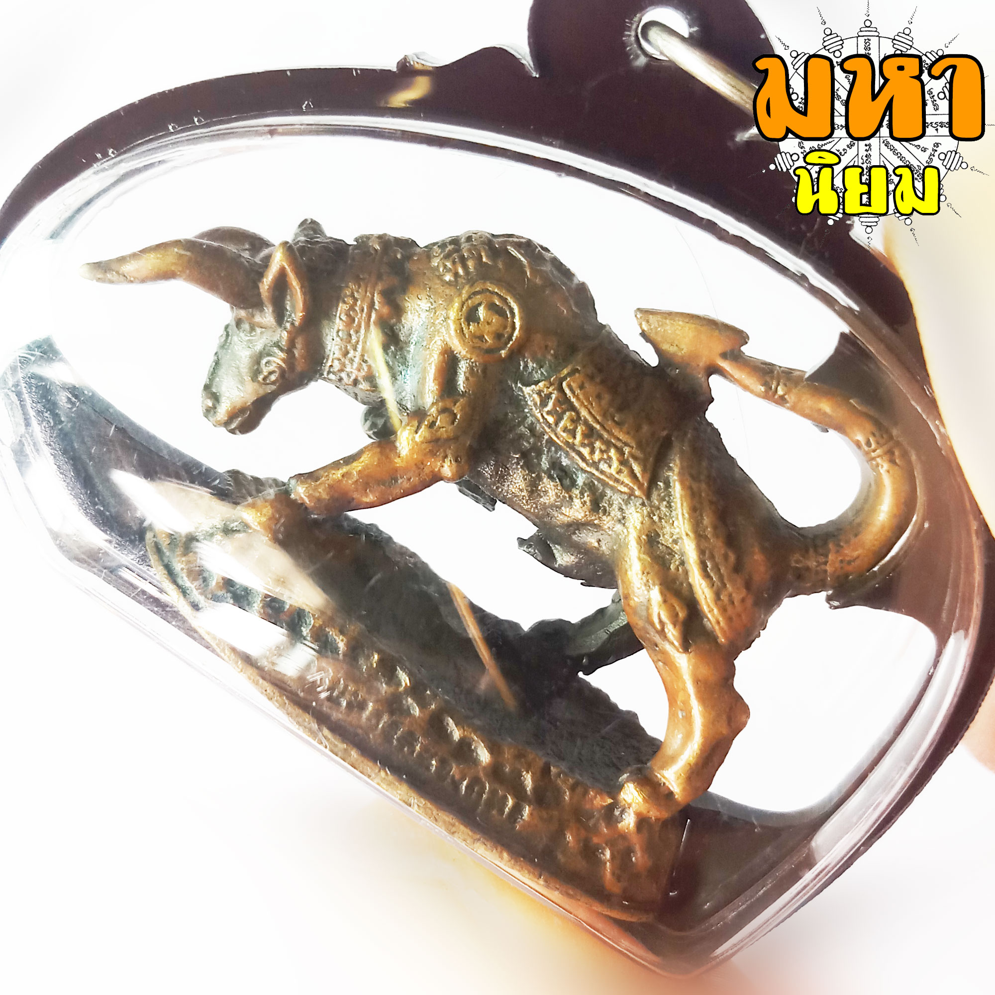 วัวธนูทอง คะนองฤทธิ์ หลวงปู่กาหลง วัดเขาแหลม จ.สระแก้ว