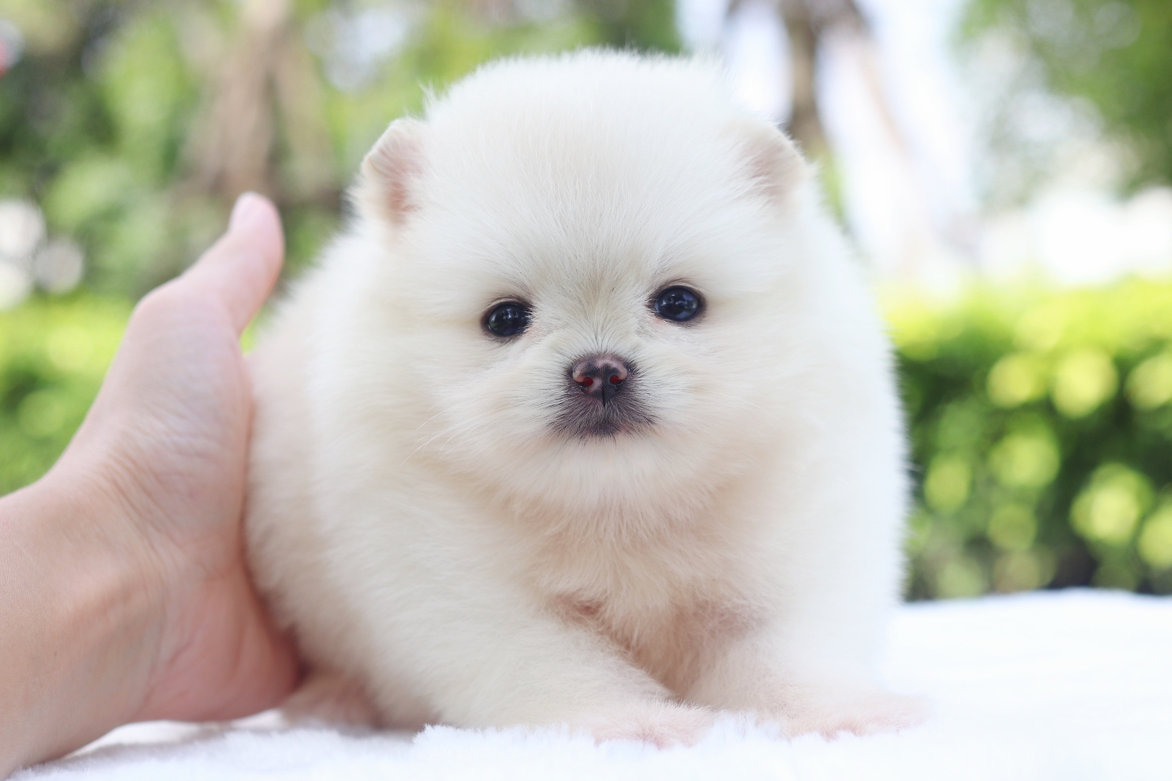 ปอมเมอเรเนียน เพศเมียสีขาวครีม