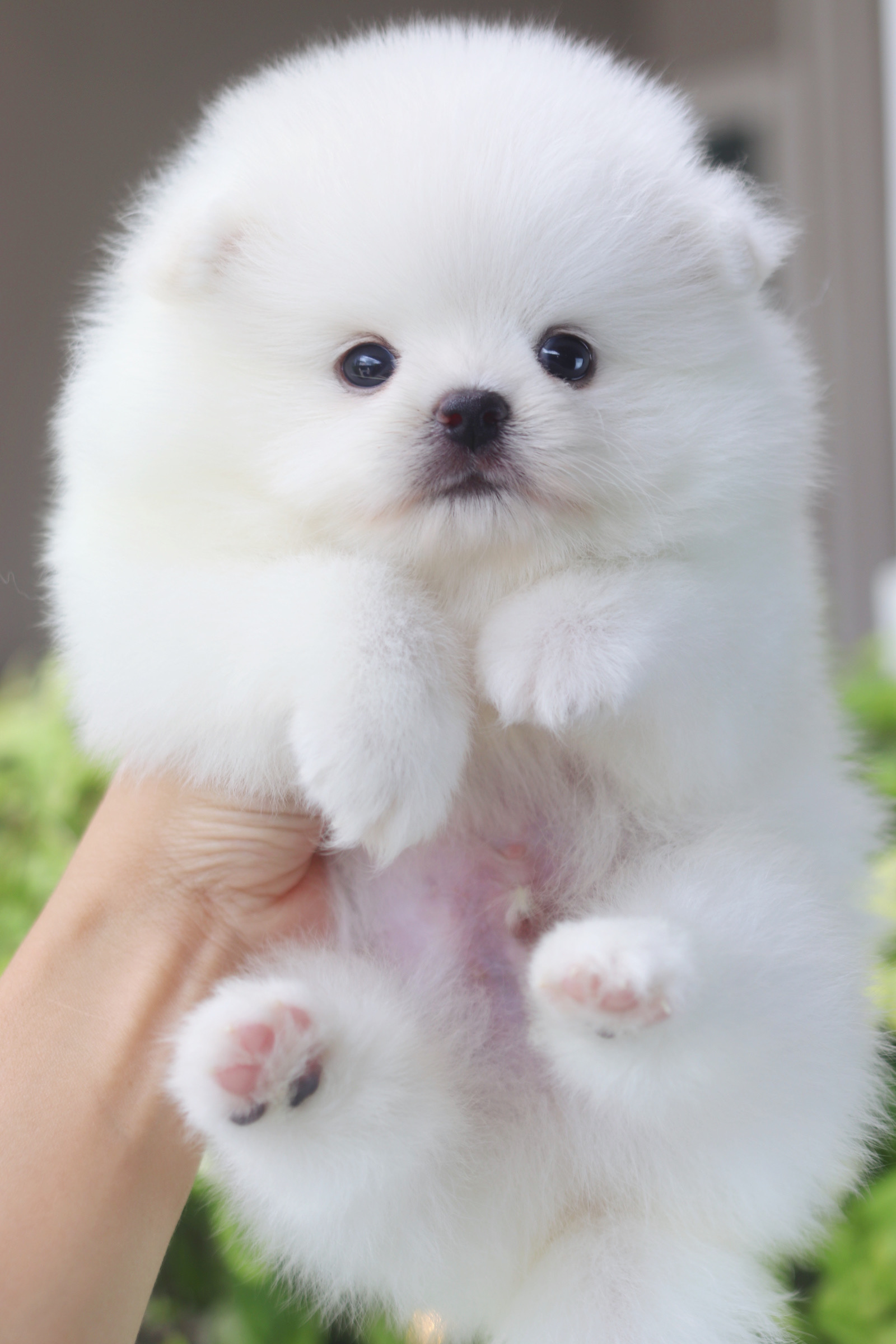 ปอมเมอเรเนียน เพศผู้ สีขาวลูกครึ่งเกาหลี