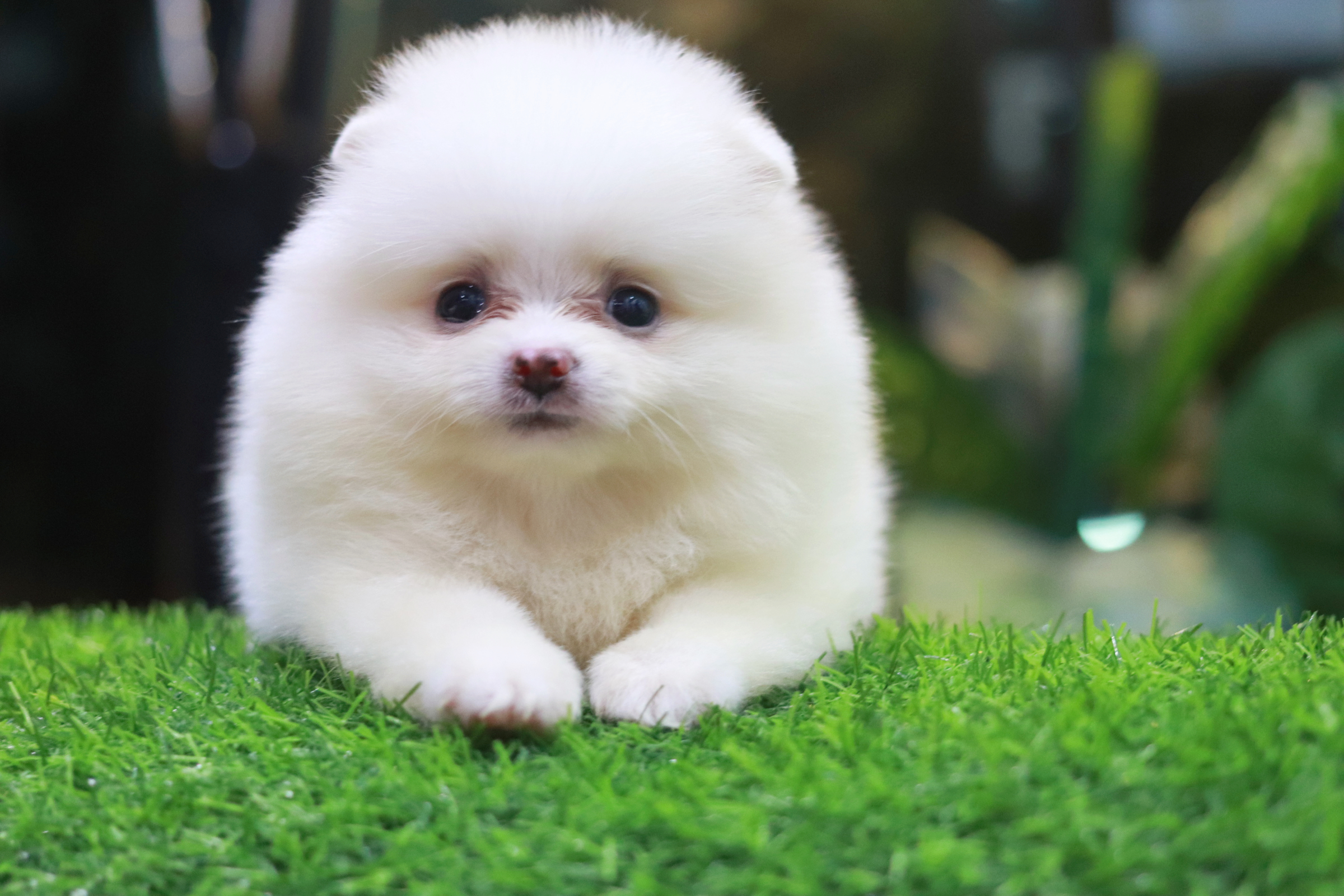 ปอมเมอเรเนียน เพศเมียสีขาว