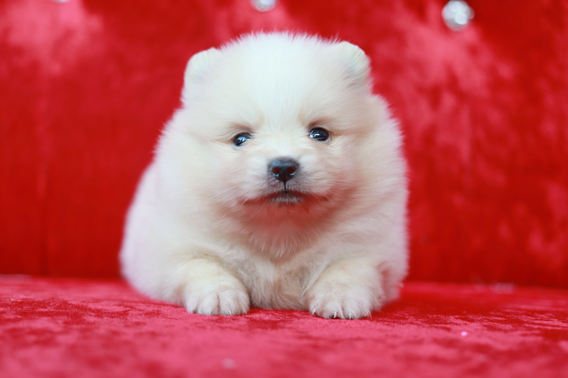 ปอมเมอเรเนียน เพศผู้