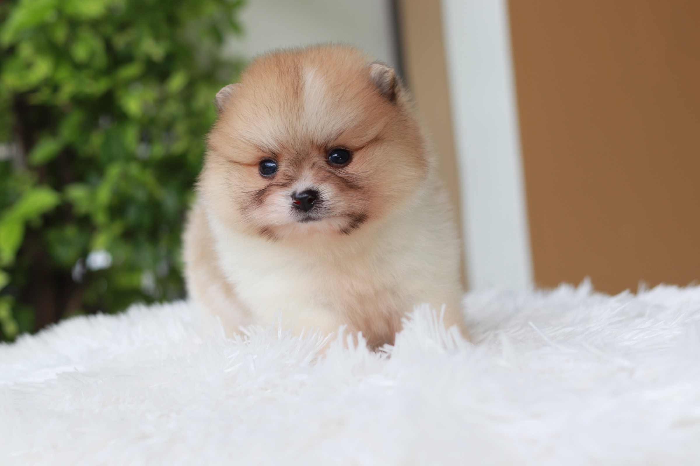 ปอมเมอเรเนียน เพศผู้