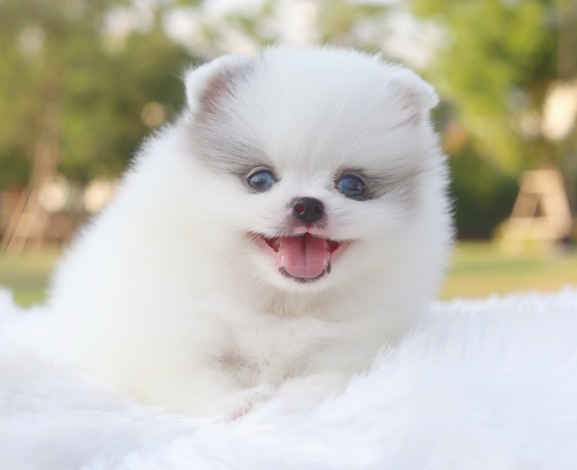 ปอมเมอเรเนียน เพศเมียสีแฟนซี