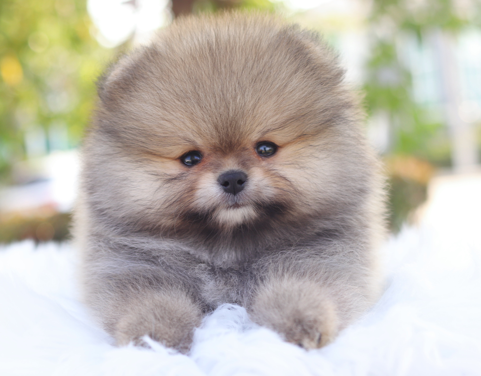 ปอมเมอเรเนียน เพศเมียสีส้ม เกรดโชว์