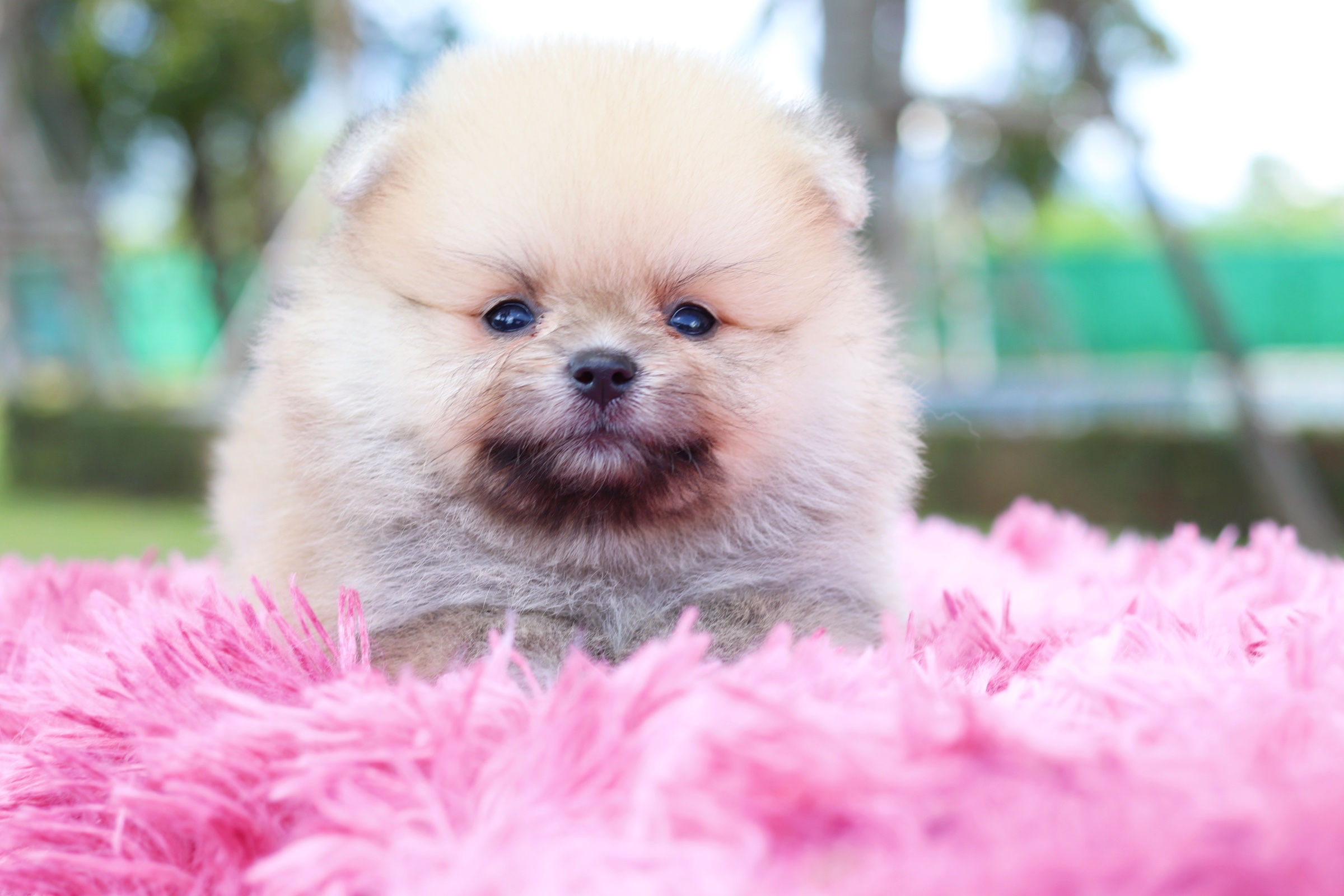 ปอมเมอเรเนียน เพศผู้สีส้ม