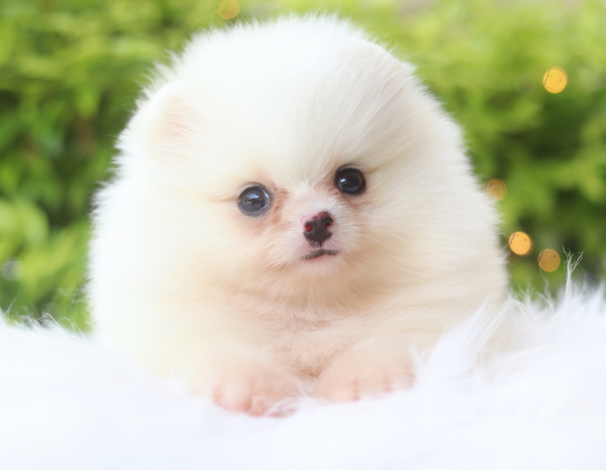 ปอมเมอเรเนียน เพศเมียสีขาวครีม