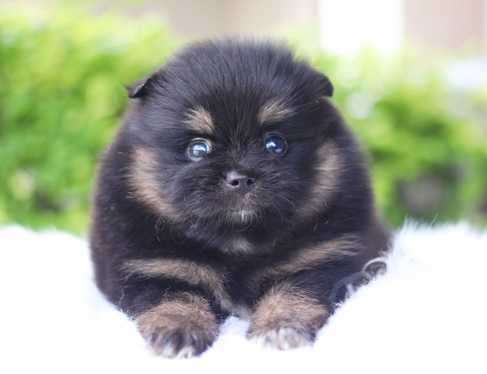 ปอมเมอเรเนียน เพศเมียสีแบล็คแทน