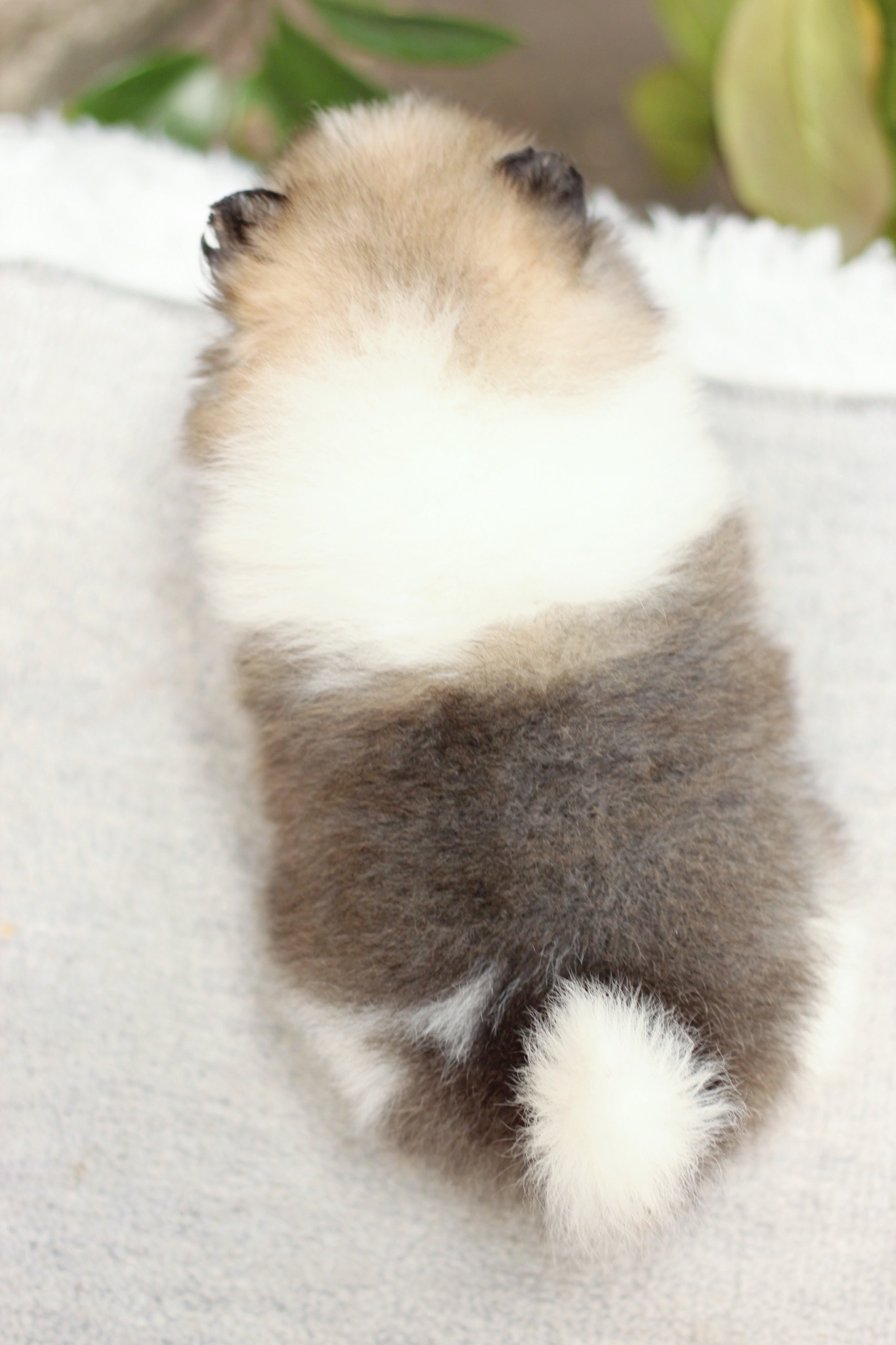 ปอมเมอเรเนียน เพศผู้ สีแฟนซี