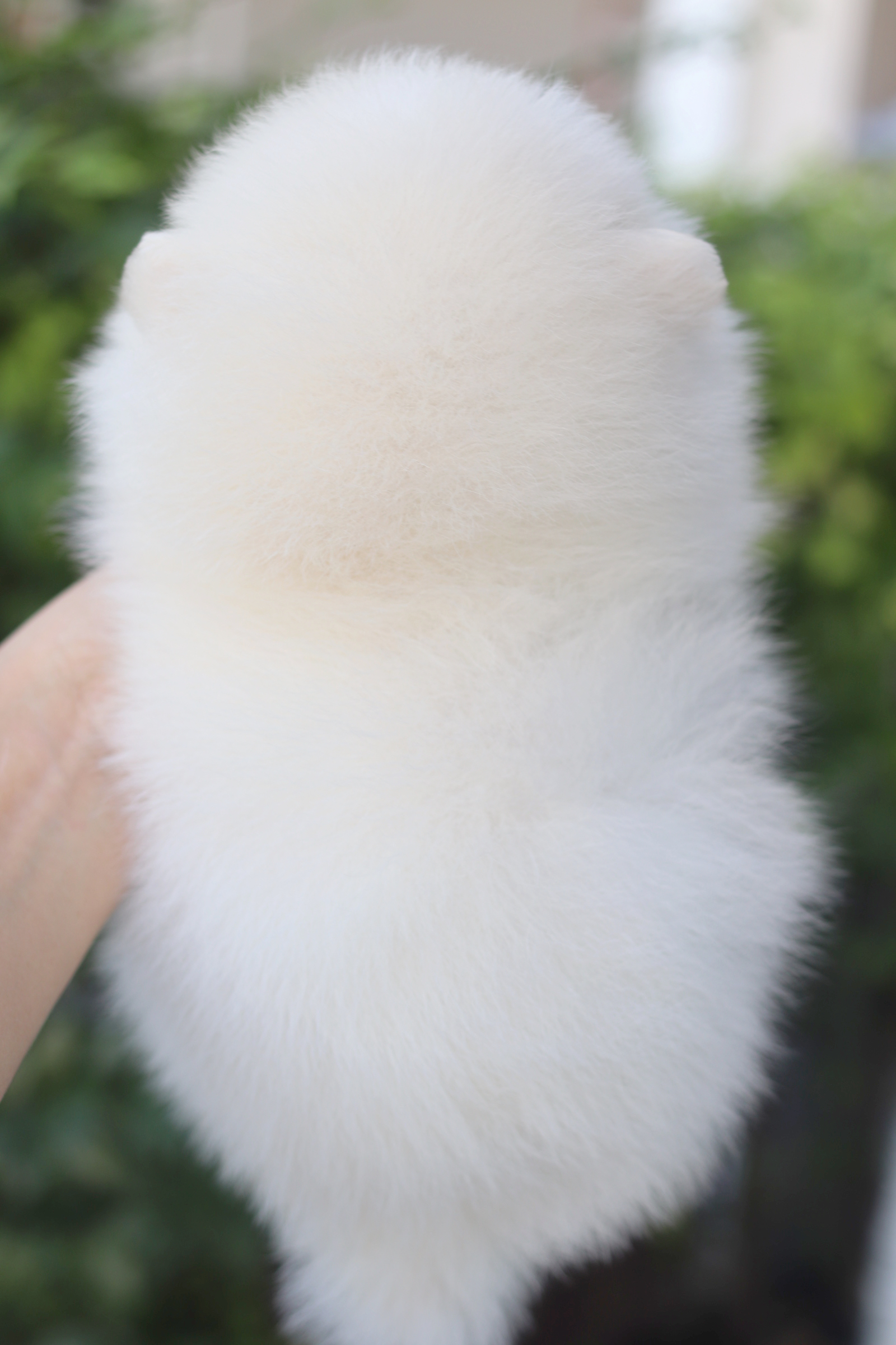 ปอมเมอเรเนียน เพศผู้สีขาวครีมเกรดโชว์