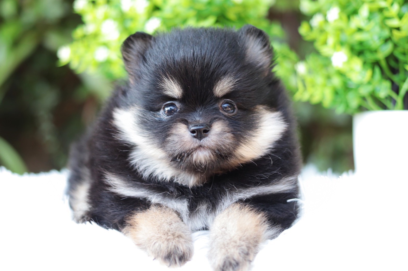 ปอมเมอเรเนียน เพศเมียสีแบล็คแทน