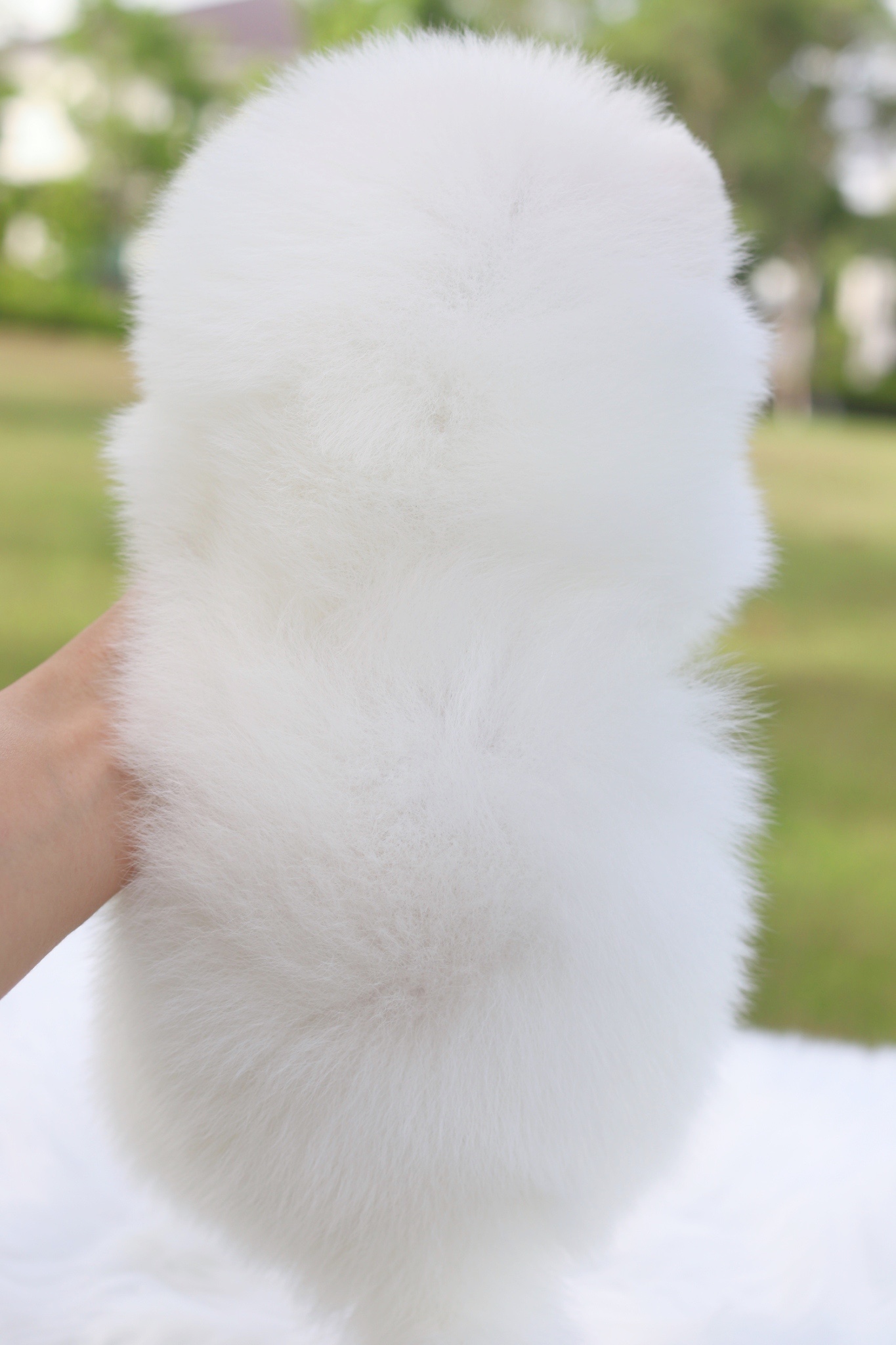 ปอมเมอเรเนียน เพศผู้สีขาว