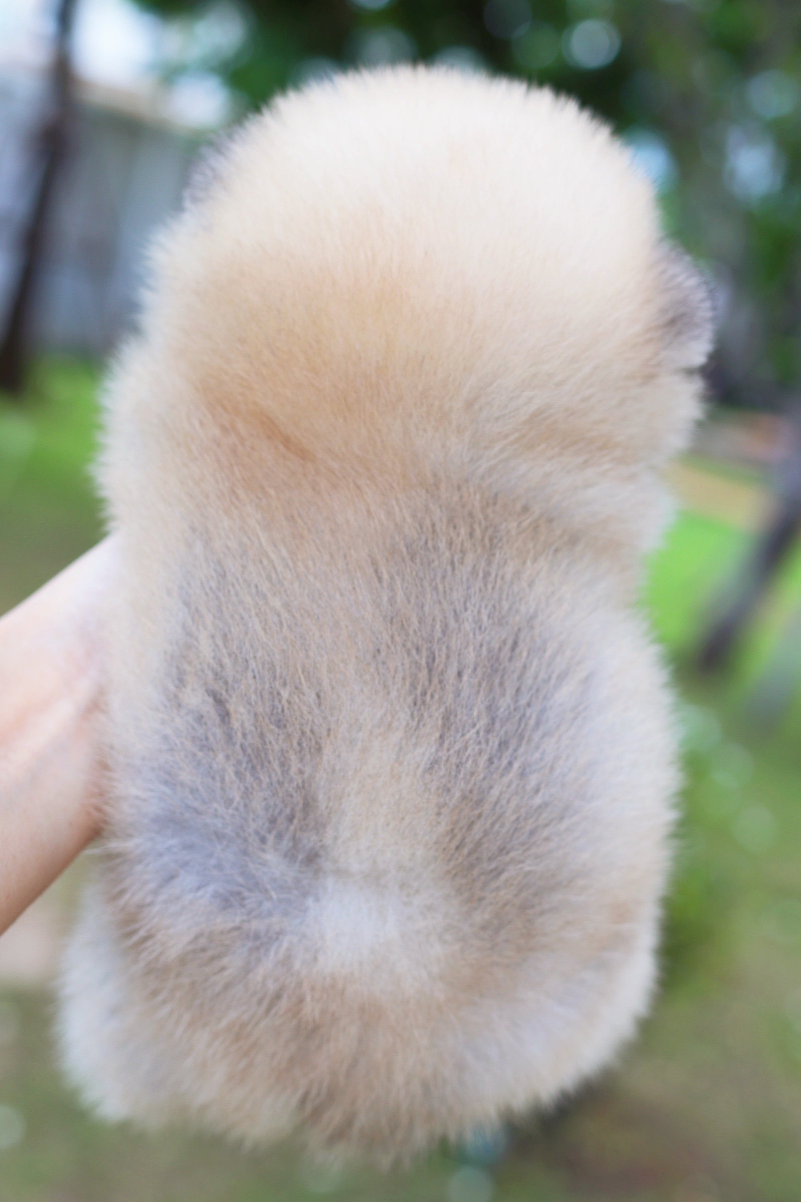 ปอมเมอเรเนียน เพศผู้สีส้ม