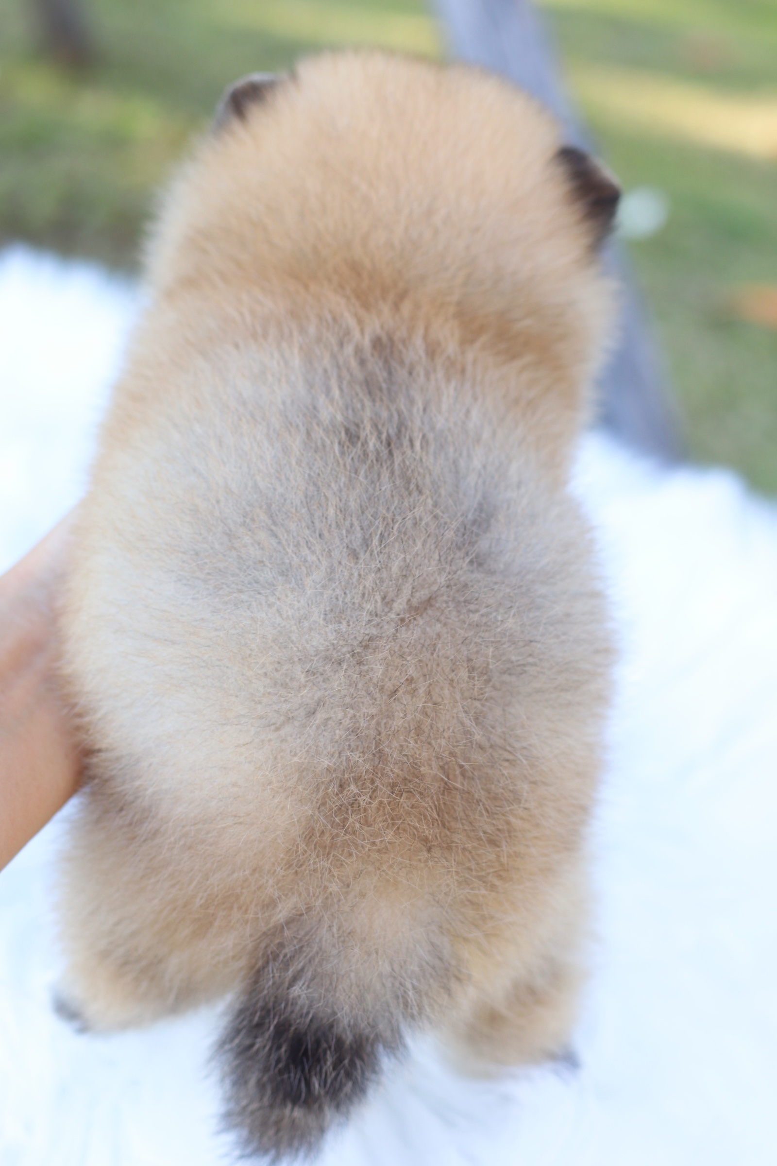 ปอมเมอเรเนียน เพศเมียสีส้ม