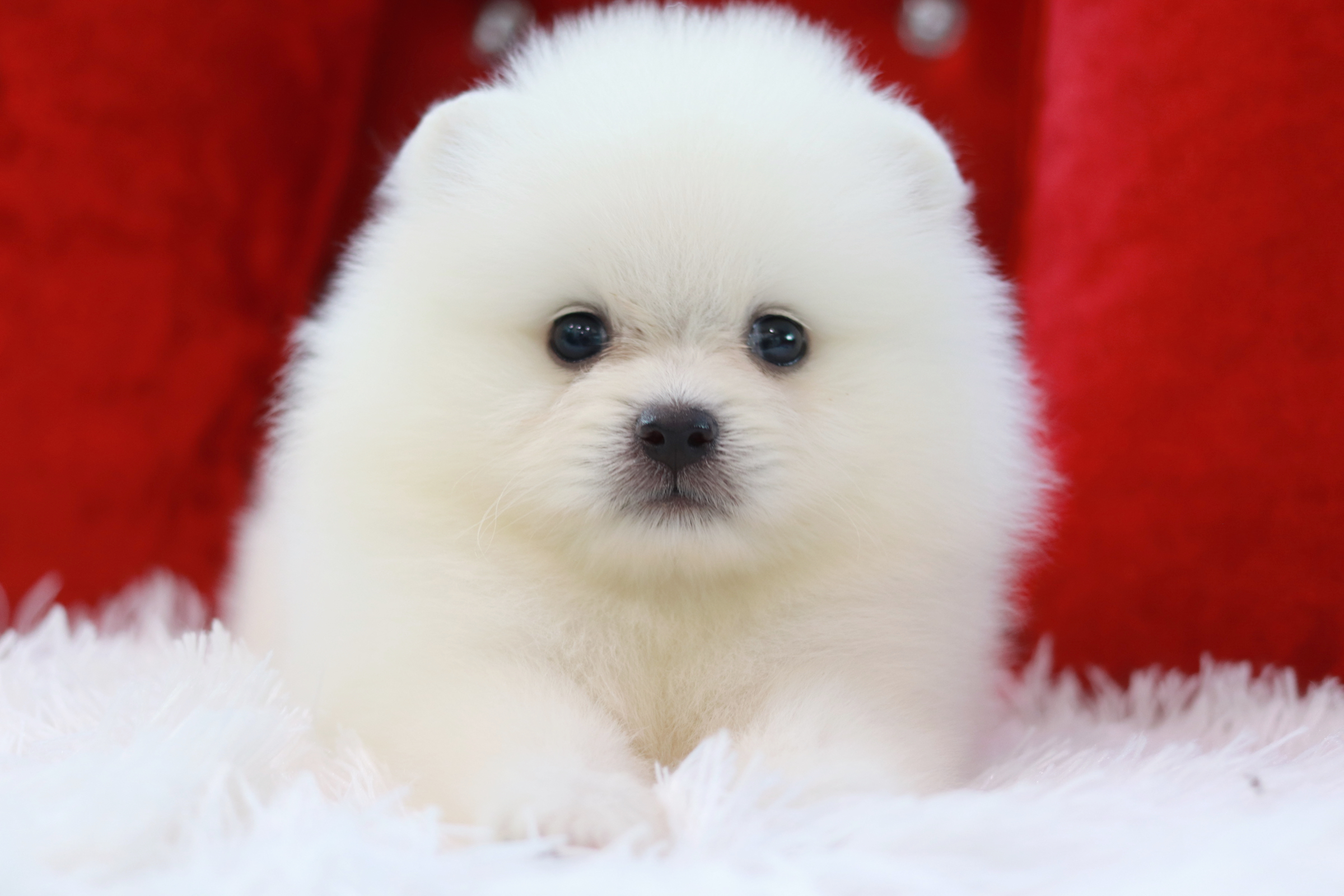 ปอมเมอเรเนียน เพศเมียขาว หน้าฟ็อกขนแน่นๆ