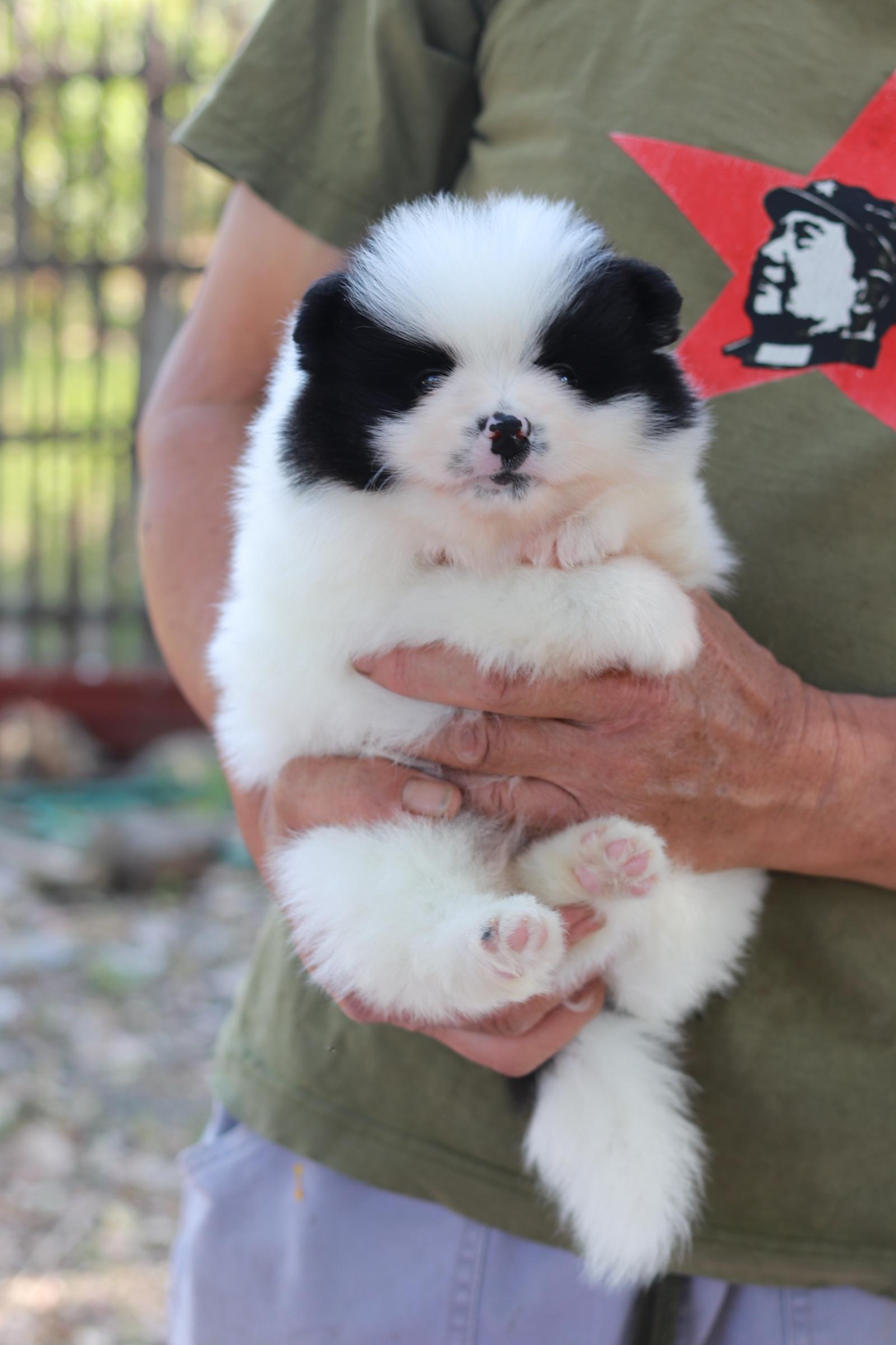 ปอมเมอเรเนียน เพศผู้สีแฟนซีขาวดำ