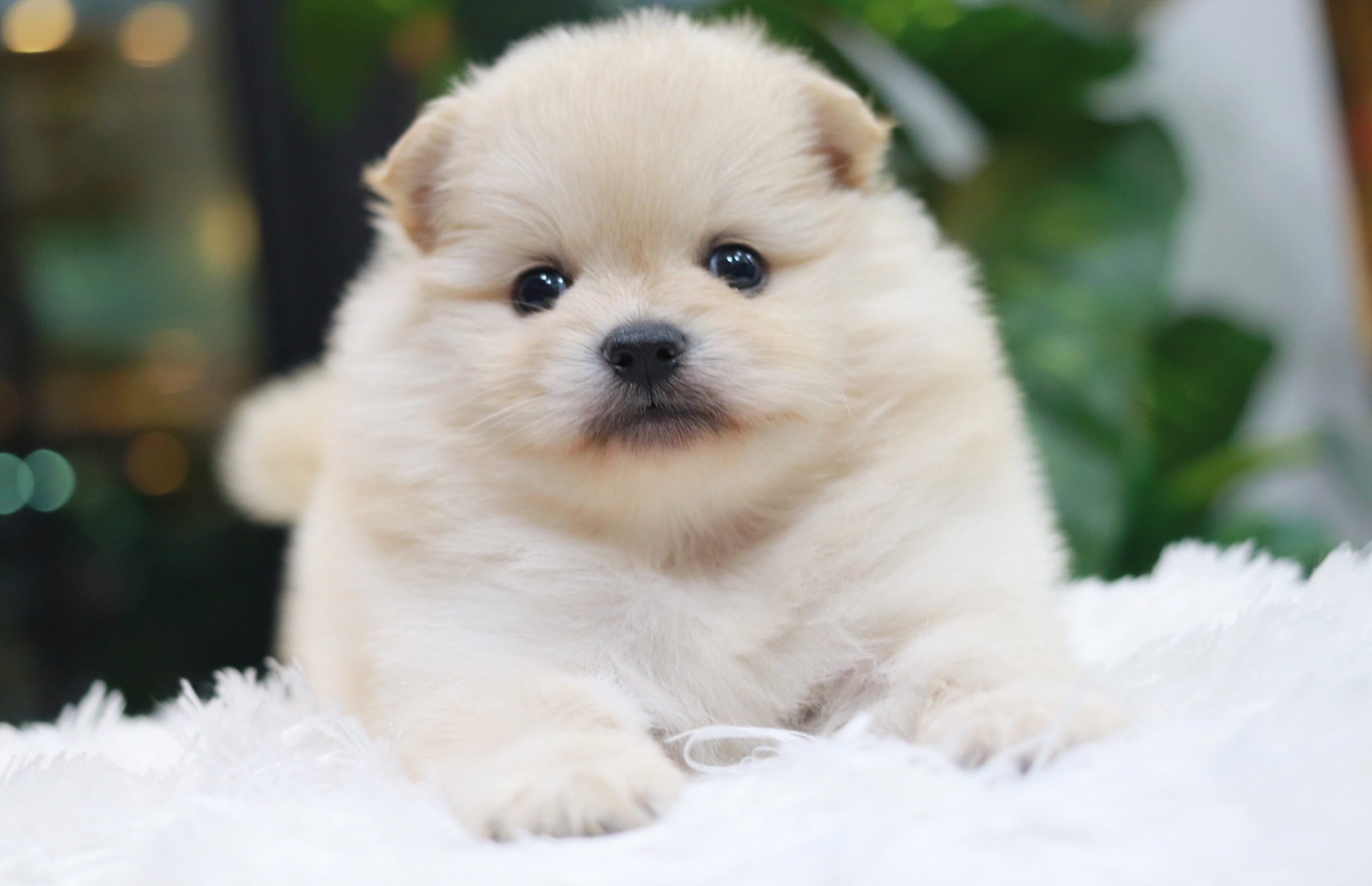 ปอมเมอเรเนียน เพศผู้ สีขาวครีม ไซส์ปกติ