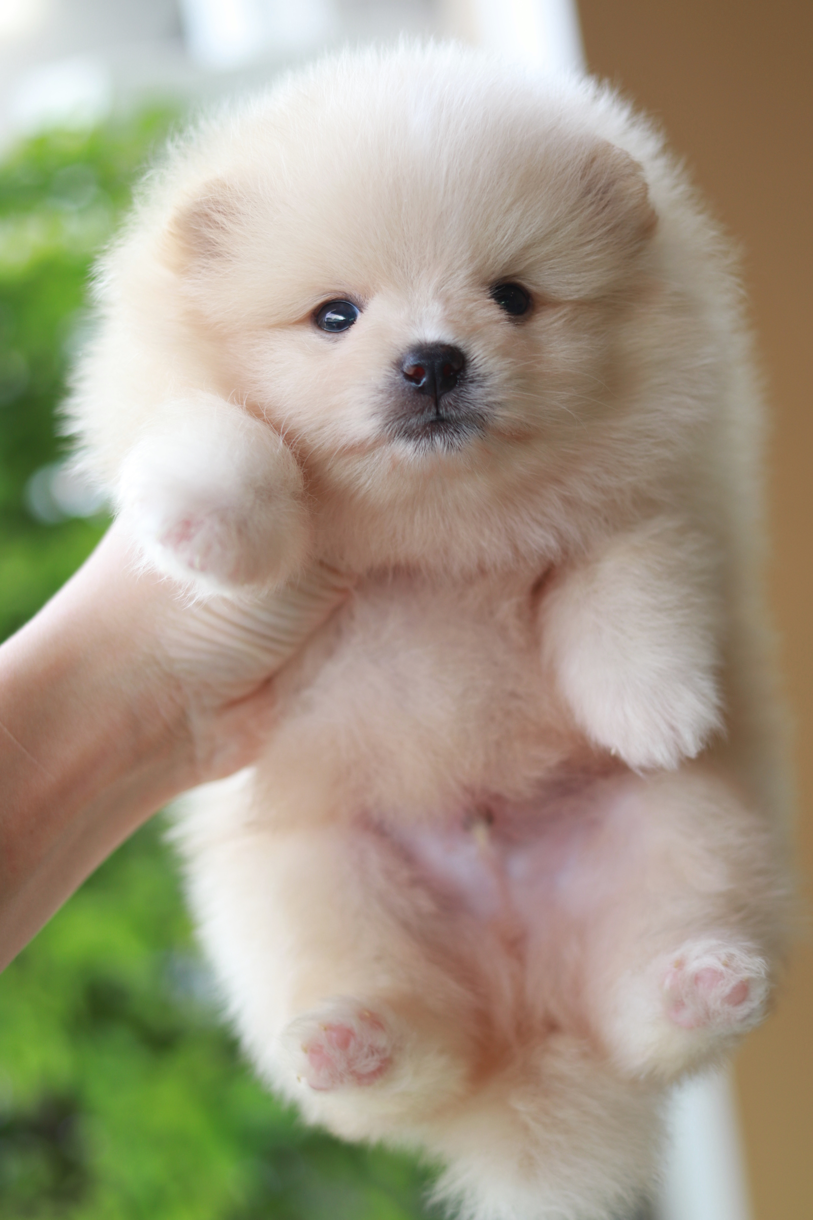 ปอมเมอเรเนียน เพศผู้ สีครีม