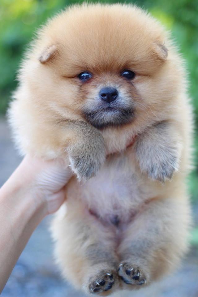 ปอมเมอเรเนียน เพศผู้สีส้ม