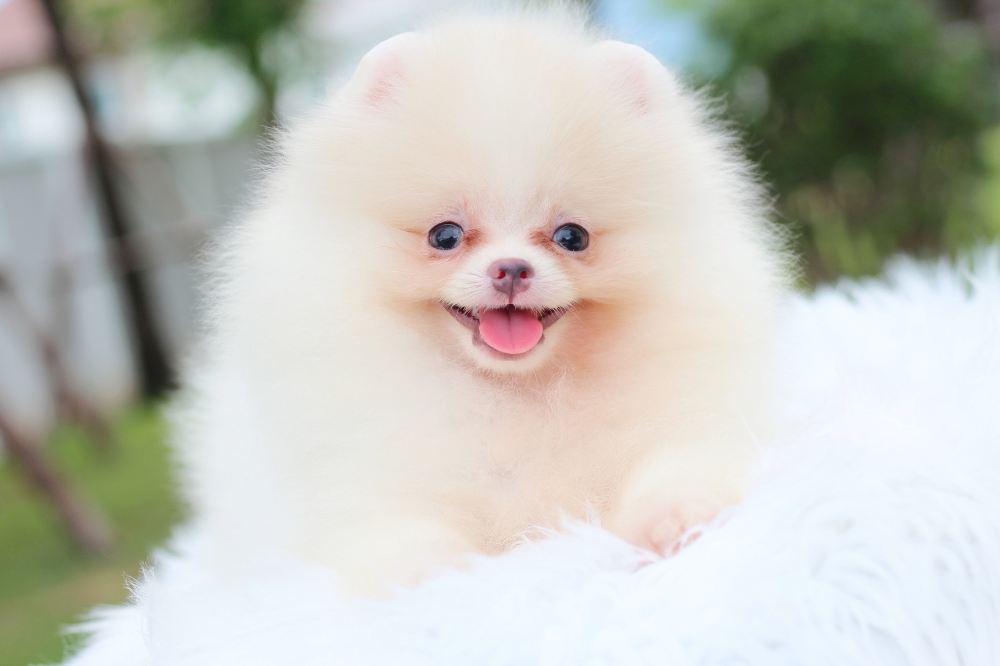 ปอมเมอเรเนียน เพศผู้สีขาวครีม