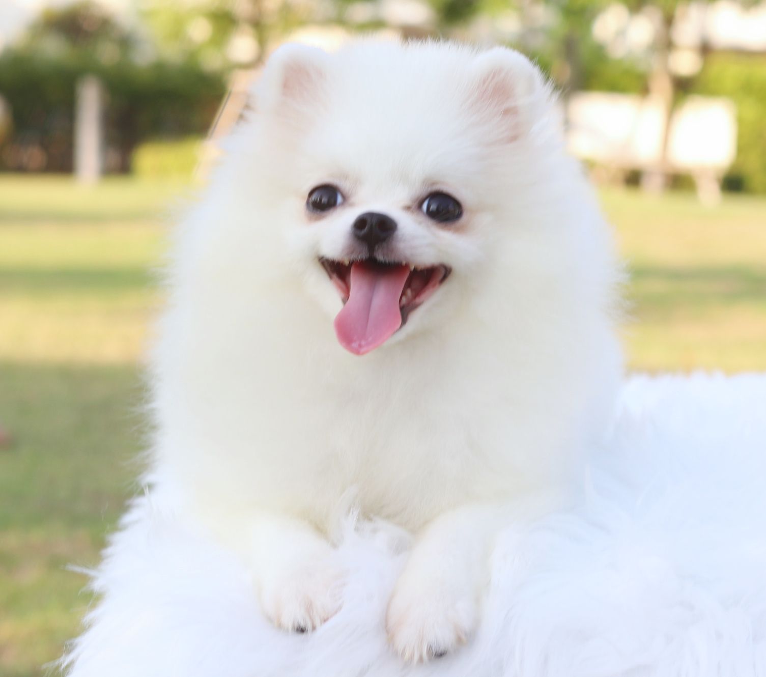 ปอมเมอเรเนียน เพศเมียสีขาวครีม