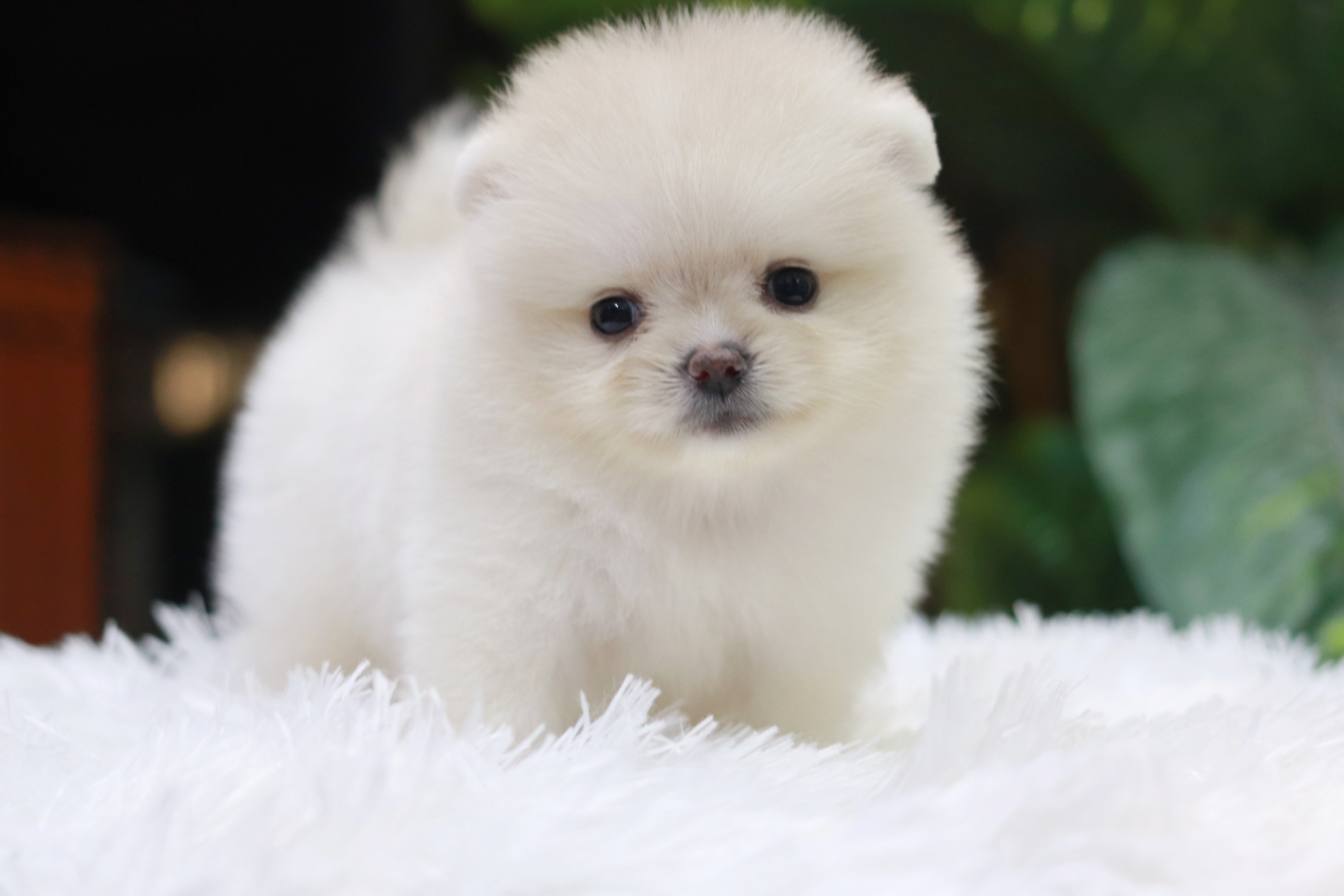 ปอมเมอเรเนียน เพศเมียขาวครีม