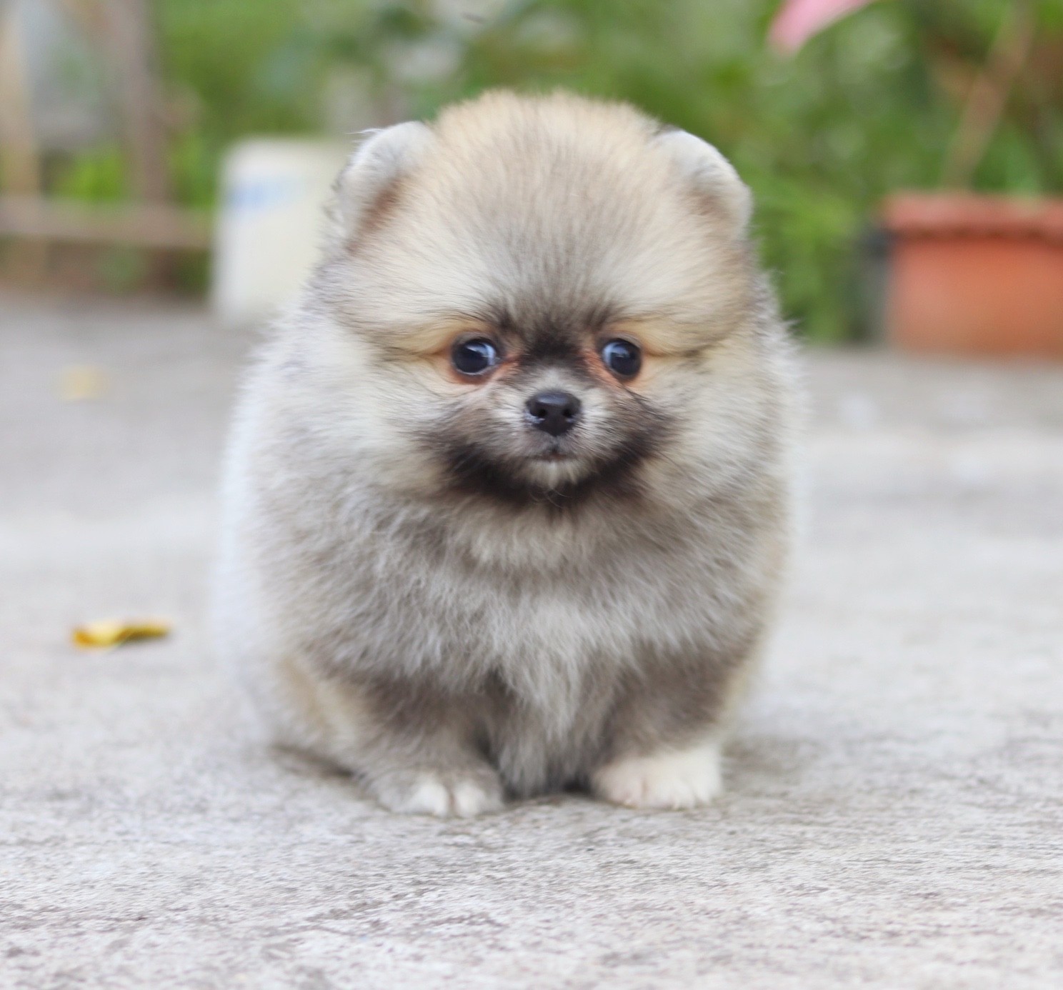 ปอมเมอเรเนียน เพศผู้ สีส้ม