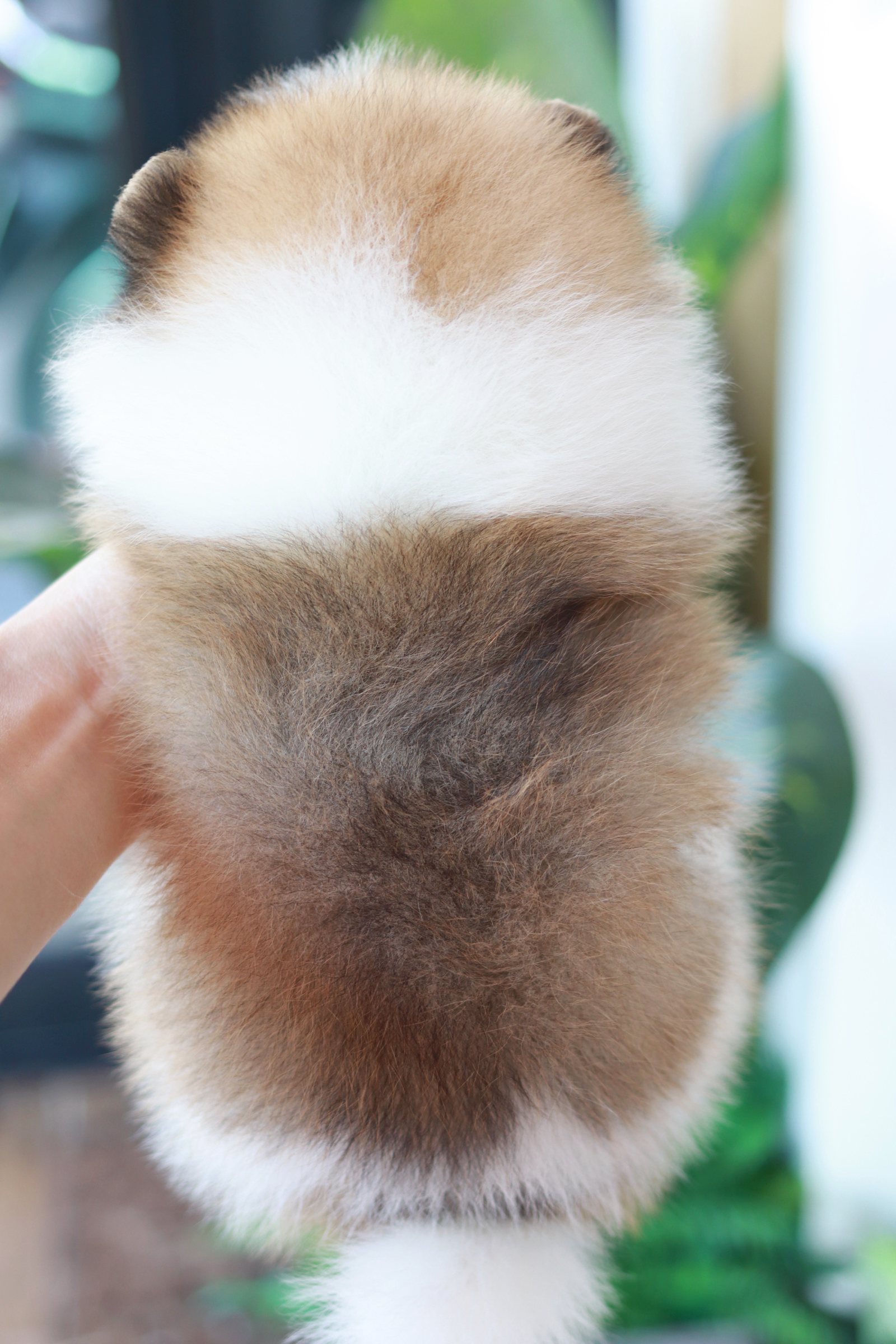 ปอมเมอเรเนียน เพศผู้ สีแฟนซี