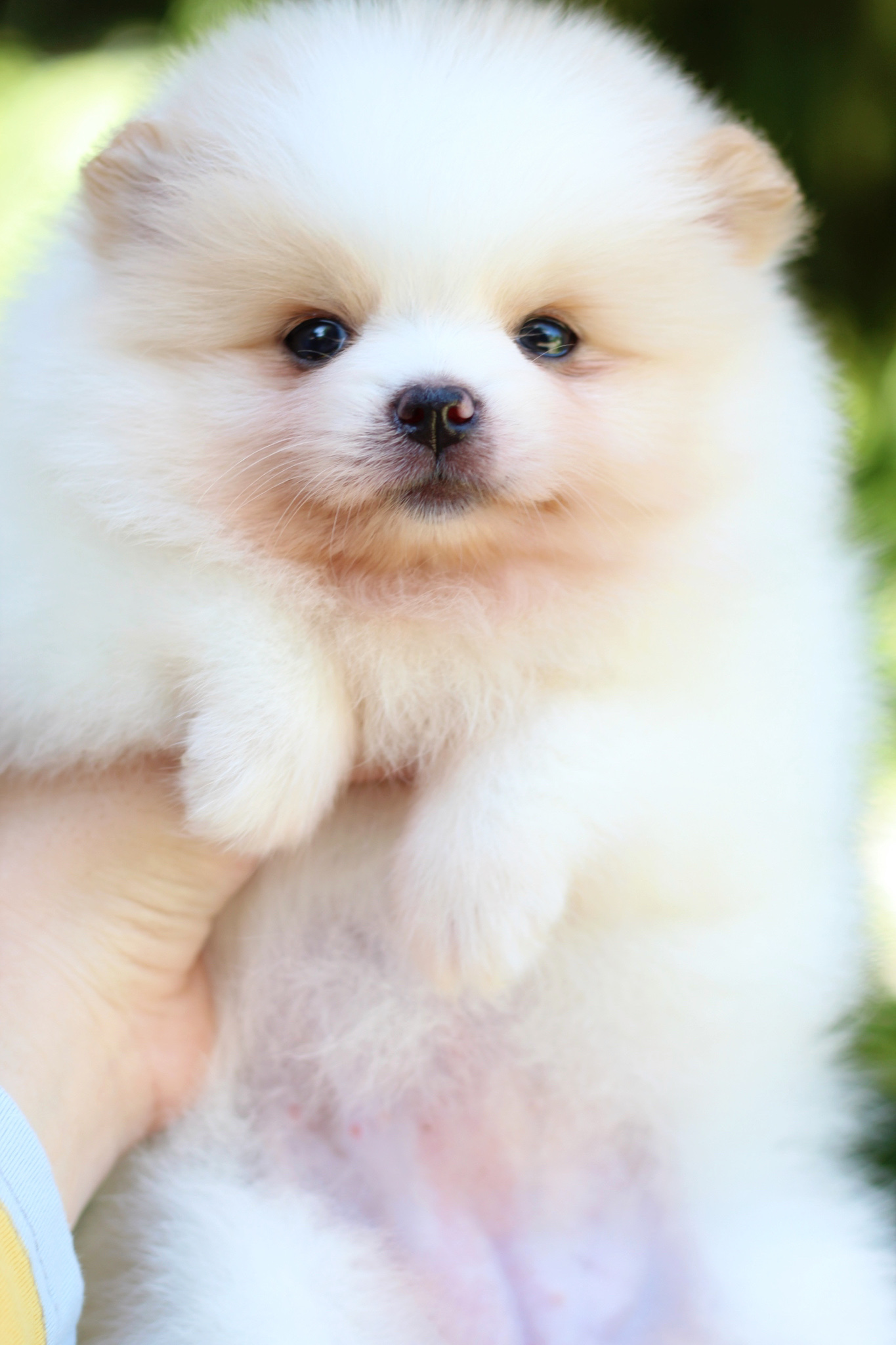 ปอมเมอเรเนียน เพศเมียขาวครีม