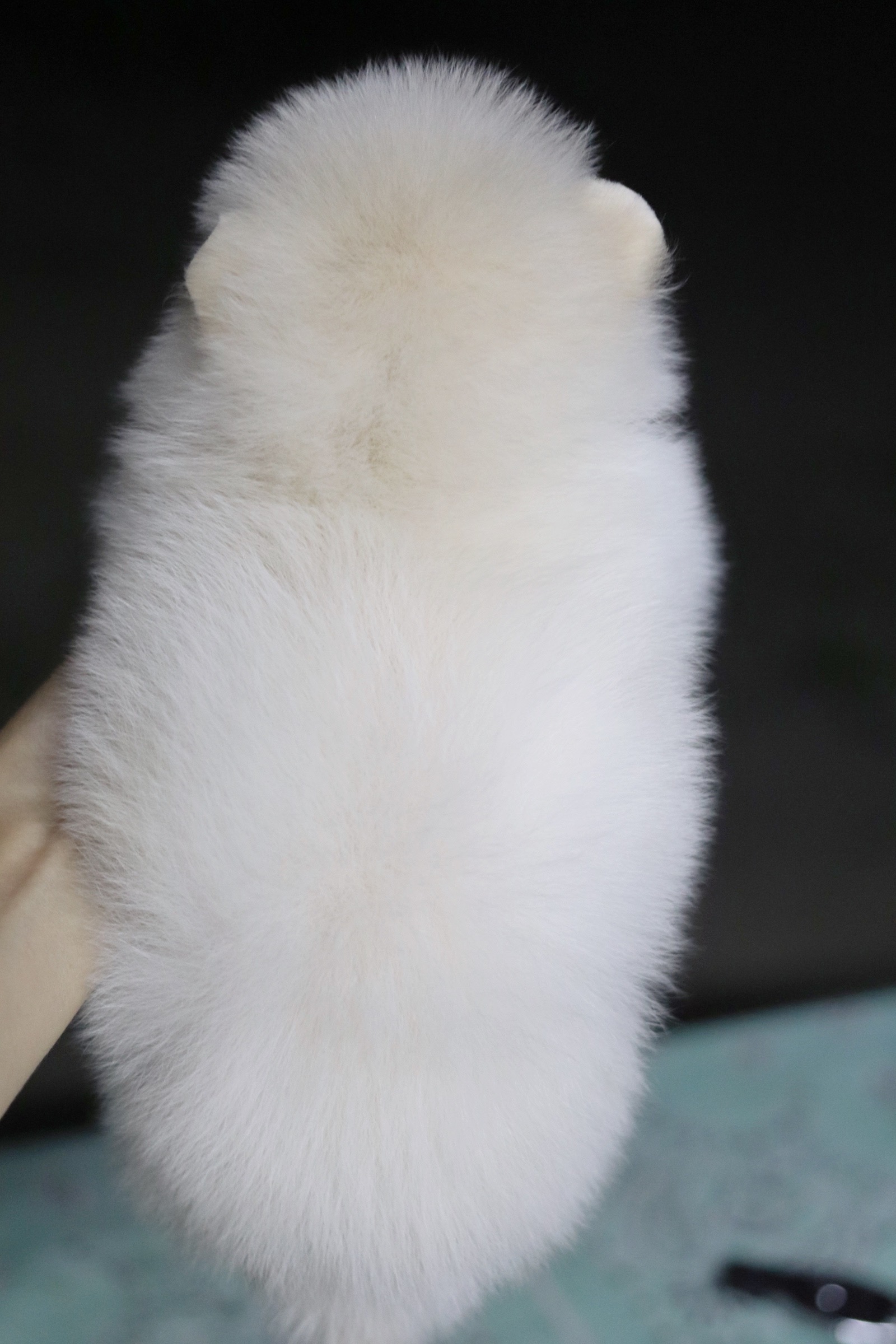 ปอมเมอเรเนียน เพศเมียขาวครีม