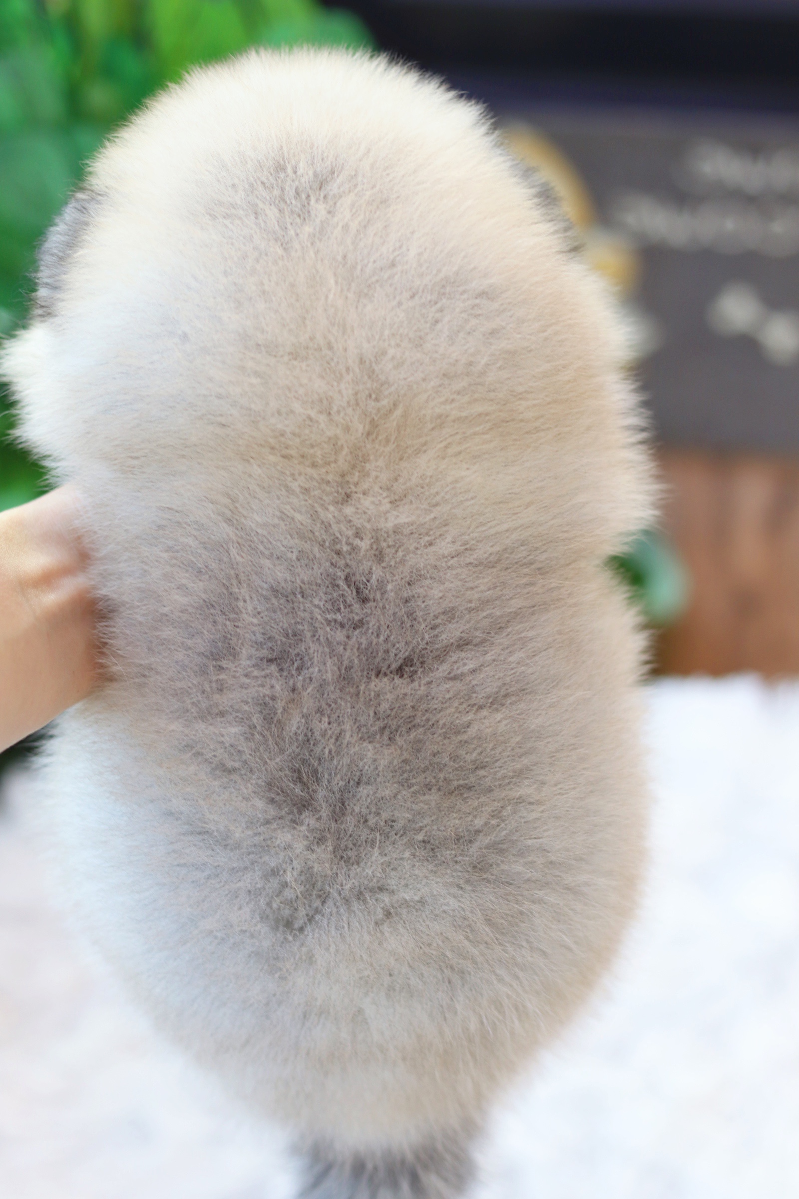 ปอมเมอเรเนียน เพศผู้ สีส้ม