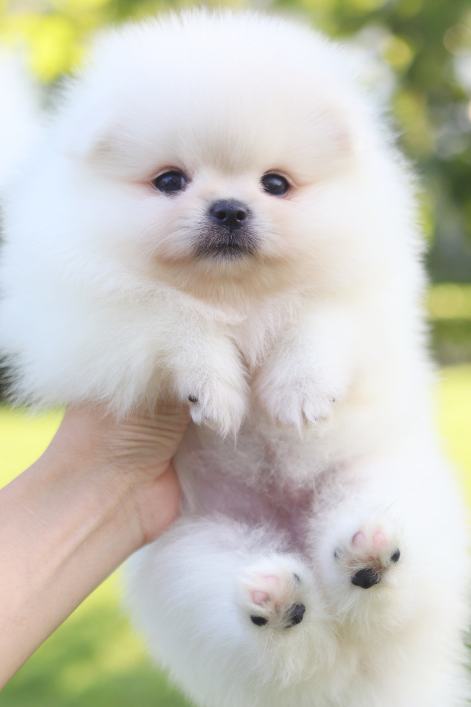 ปอมเมอเรเนียน เพศเมียสีขาวครีมเกรดโชว์