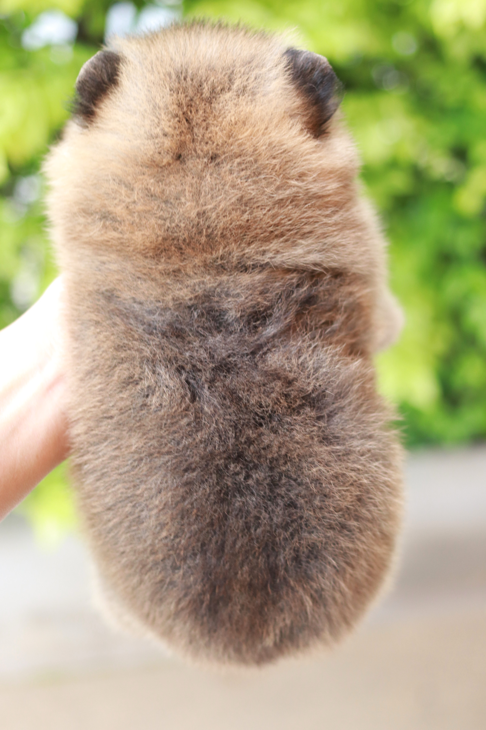 ปอมเมอเรเนียน เพศผู้