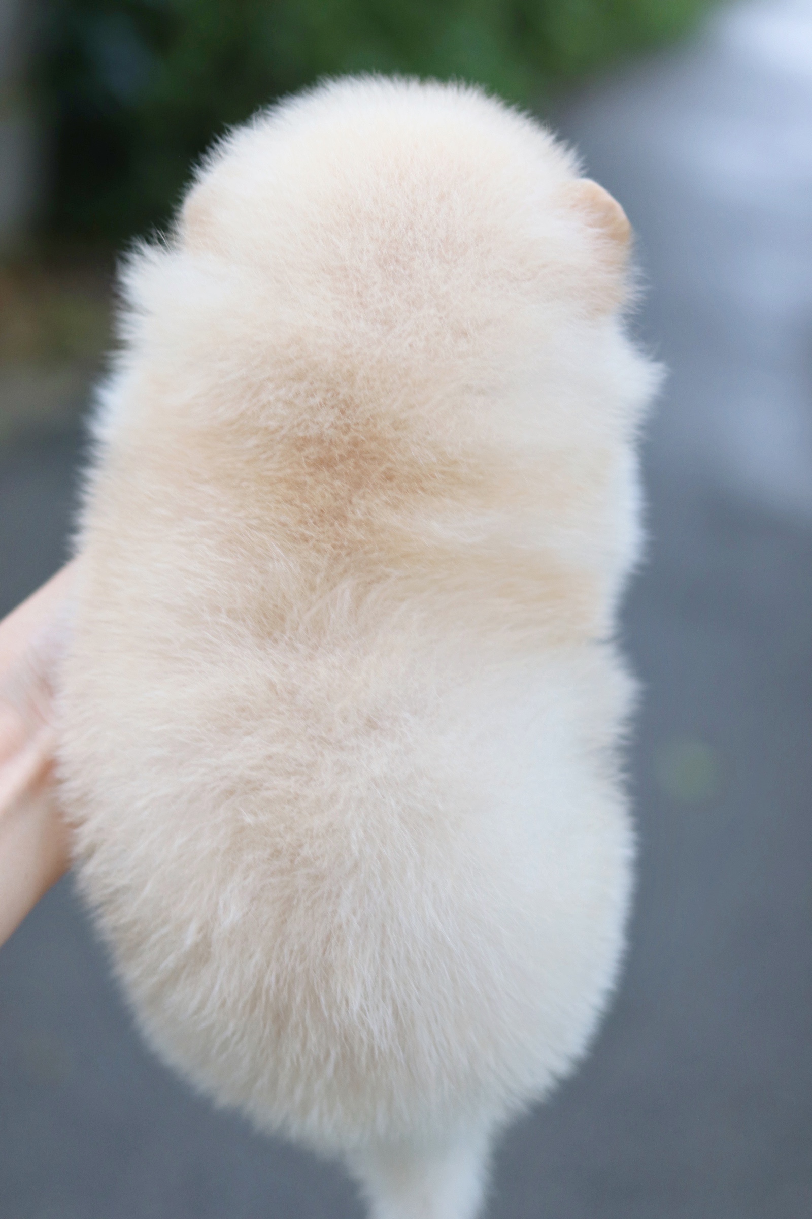 ปอมเมอเรเนียน เพศผู้ ครีม