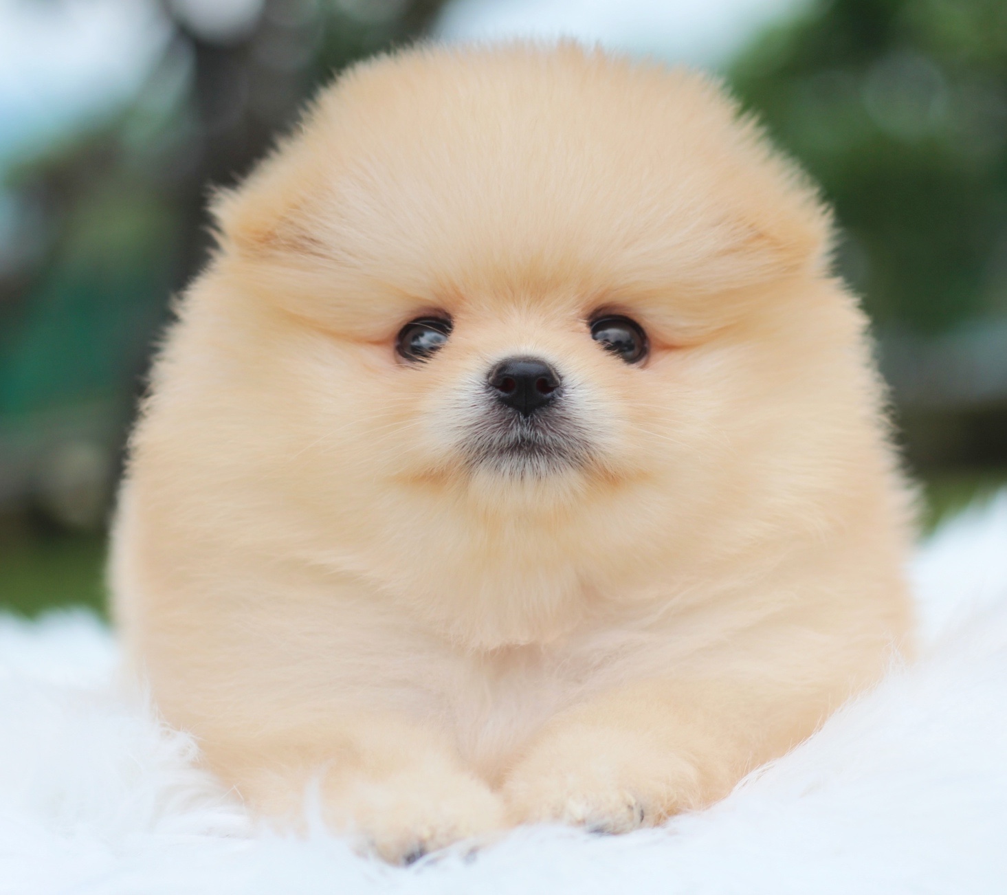 ปอมเมอเรเนียน เพศผู้สีครีม