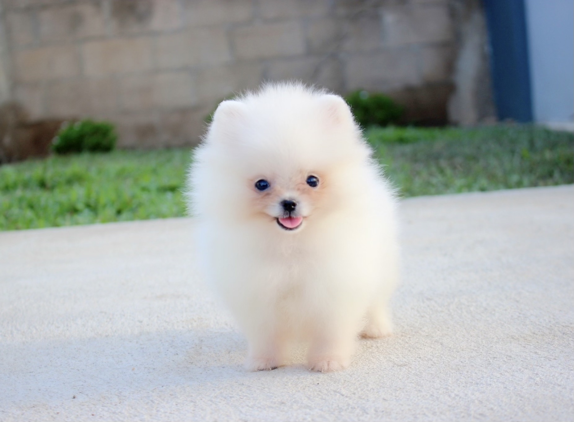 ปอมเมอเรเนียน เพศเมียสีขาวครีม ไซด์ทีคัพ