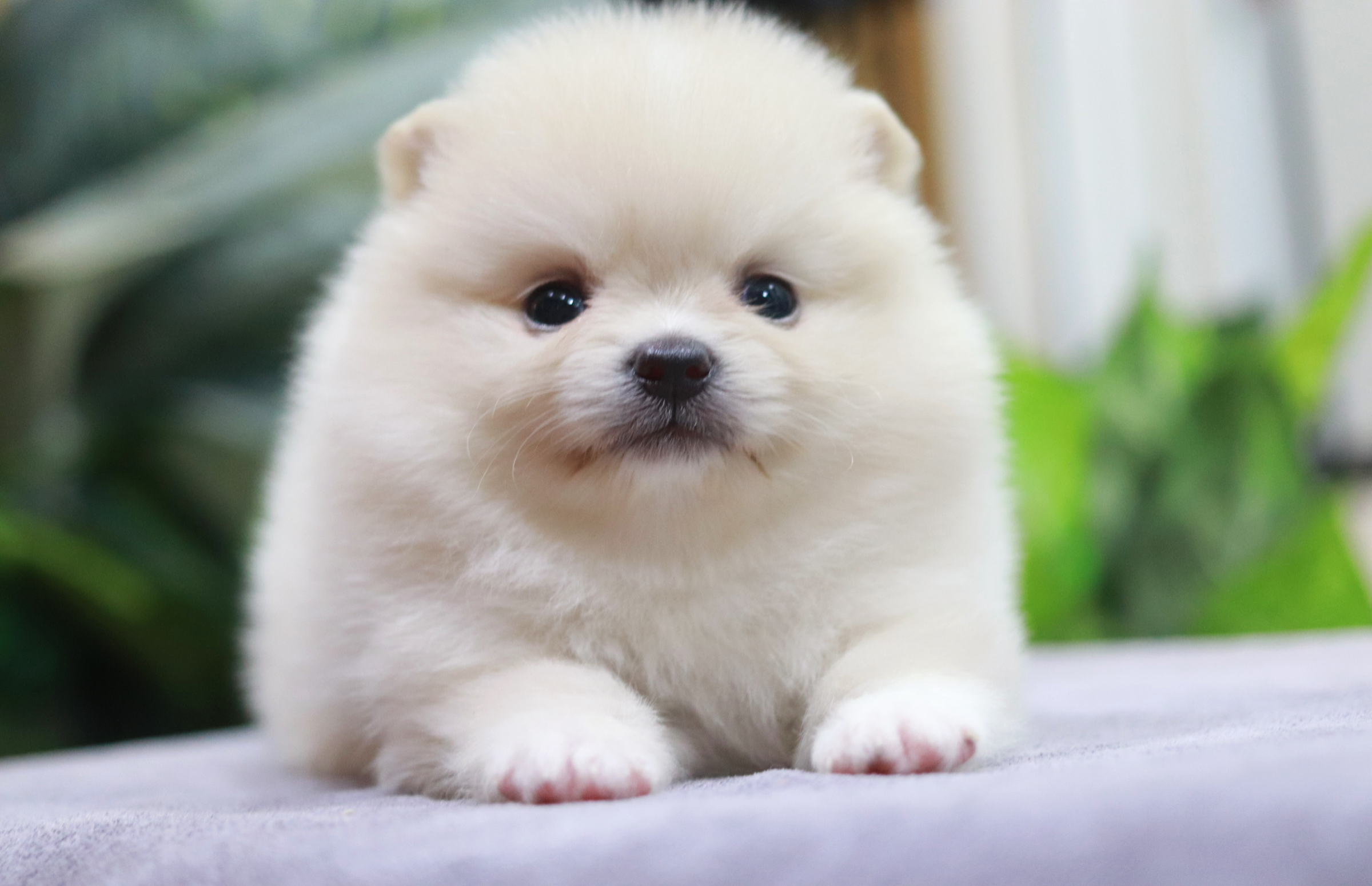 ปอมเมอเรเนียน เพศเมีย