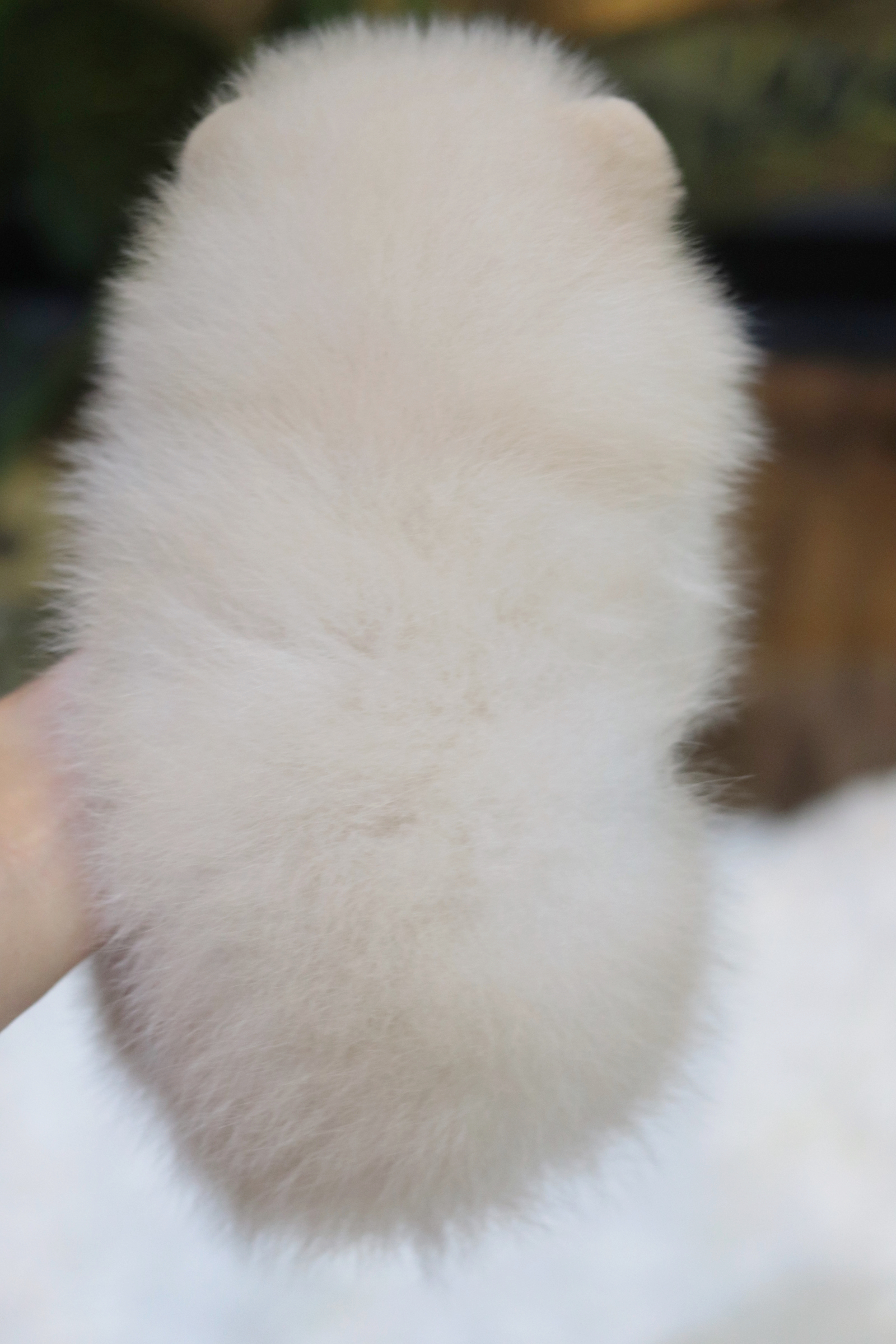 ปอมเมอเรเนียน เพศเมียสีขาวครีมไซส์เล็ก