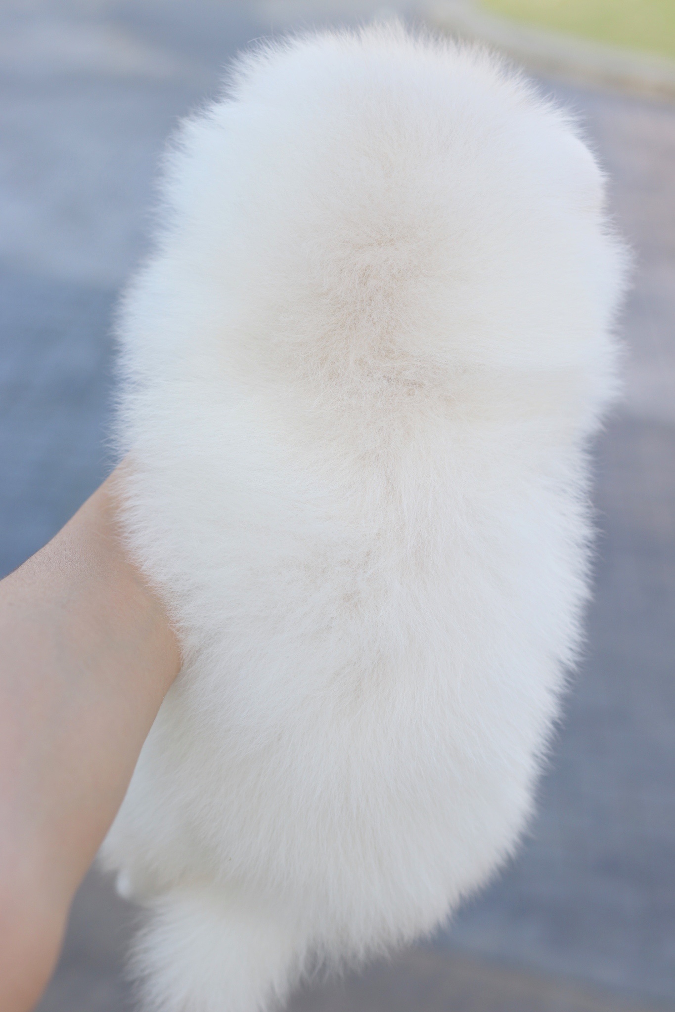 ปอมเมอเรเนียน เพศเมียสีขาวครีม