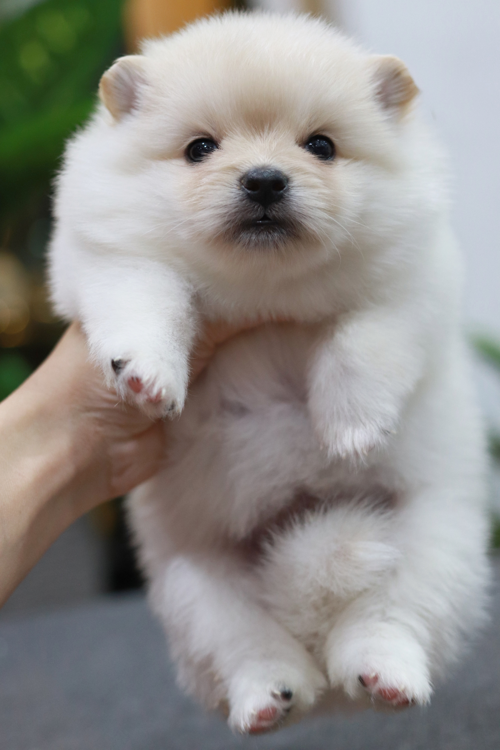 ปอมเมอเรเนียน เพศผู้