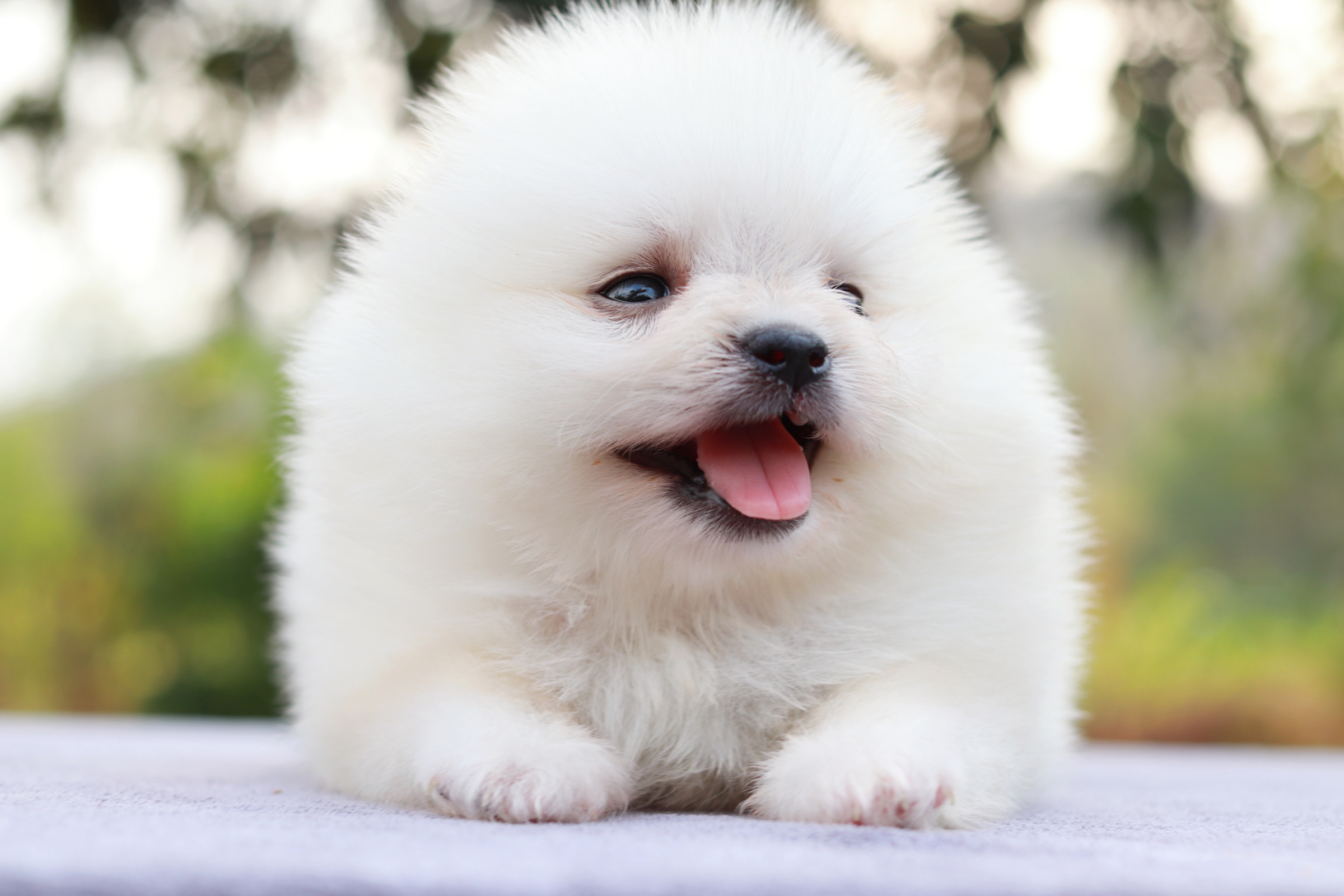 ปอมเมอเรเนียน เพศผู้