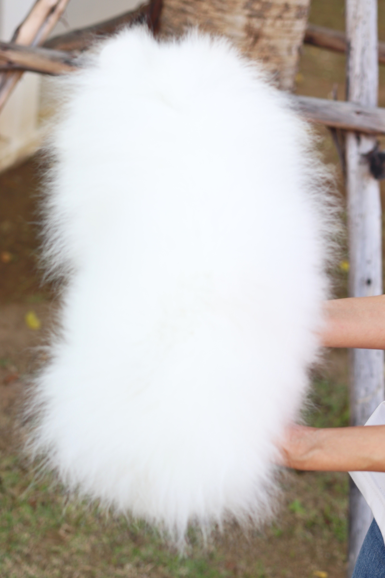 ปอมเมอเรเนียน เพศผู้ สีขาวสามเดือนเกรดพ่อพันธุ์