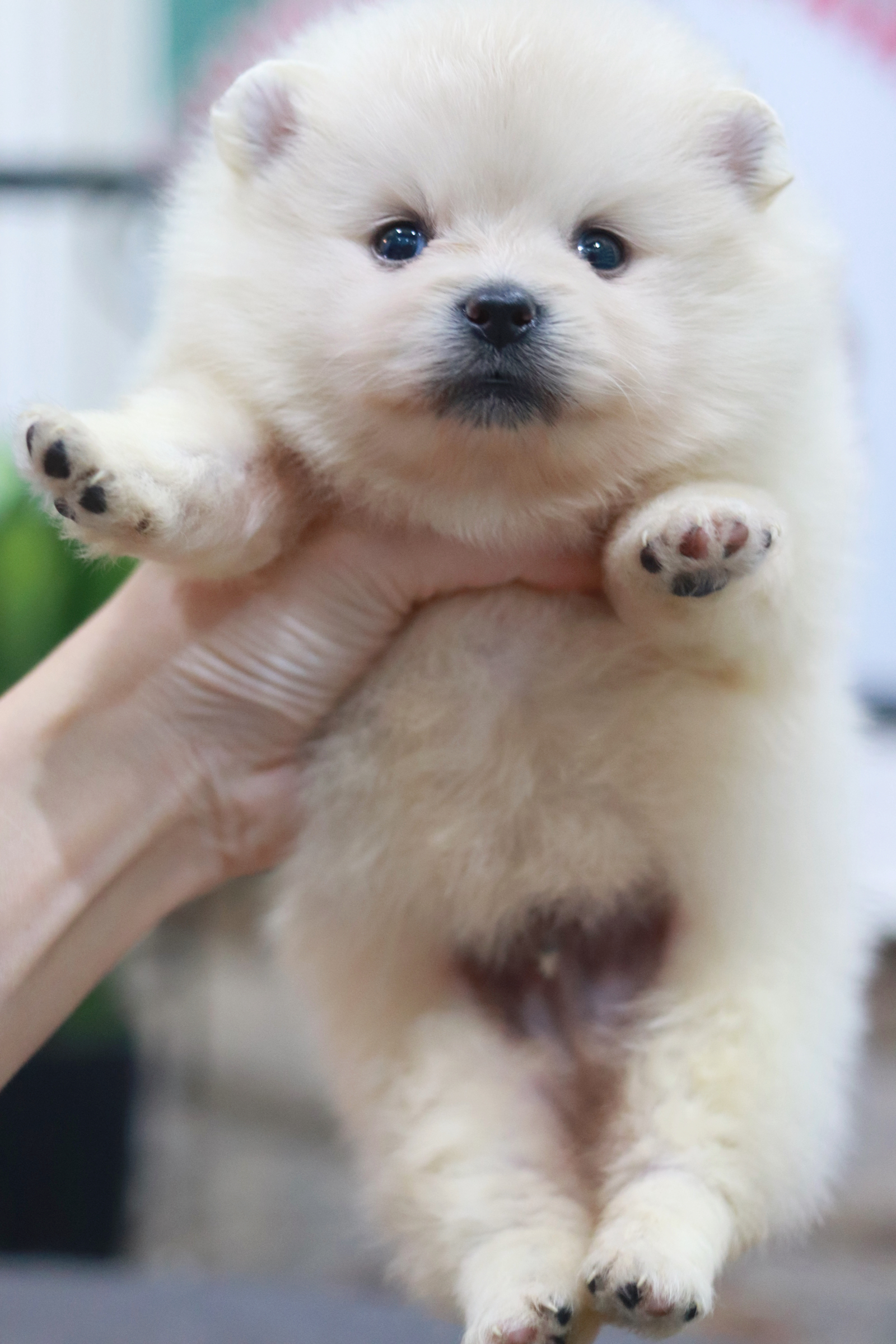 ปอมเมอเรเนียน เพศผู้