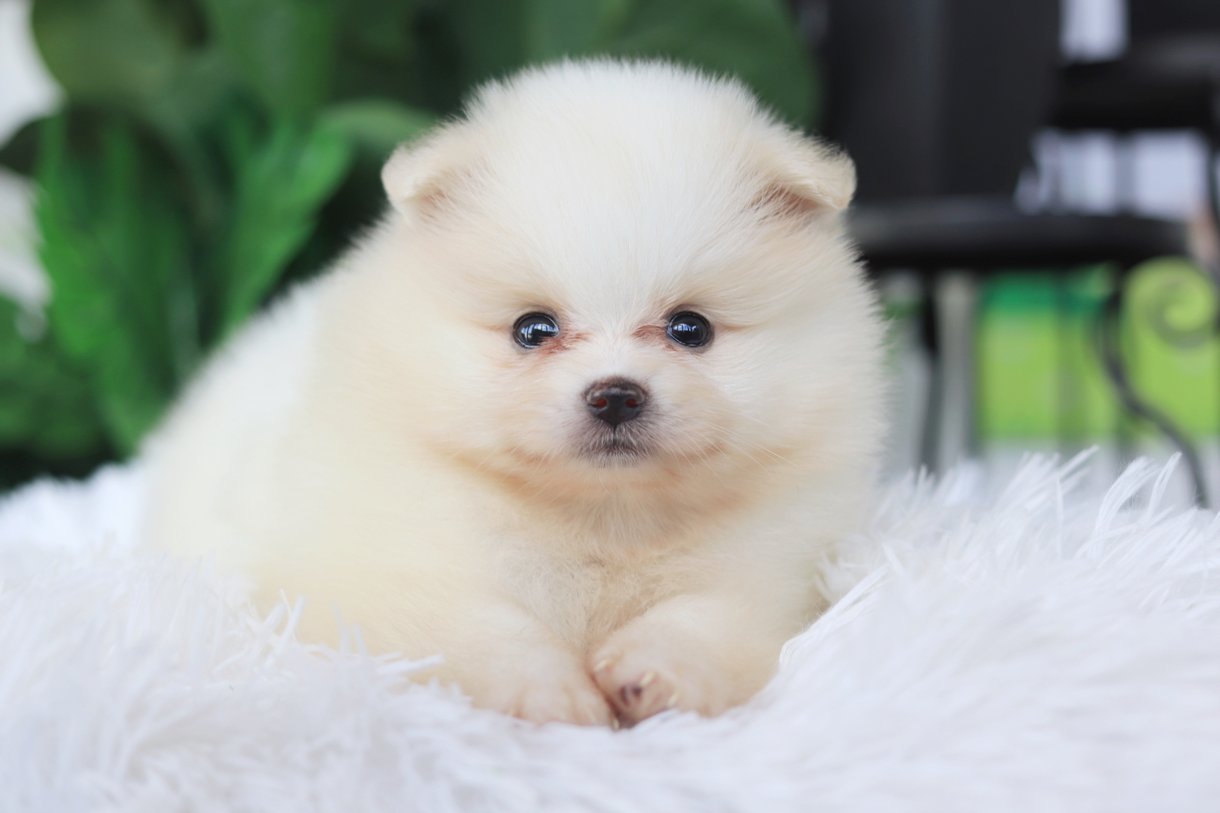 ปอมเมอเรเนียน เพศเมียสีขาวครีม