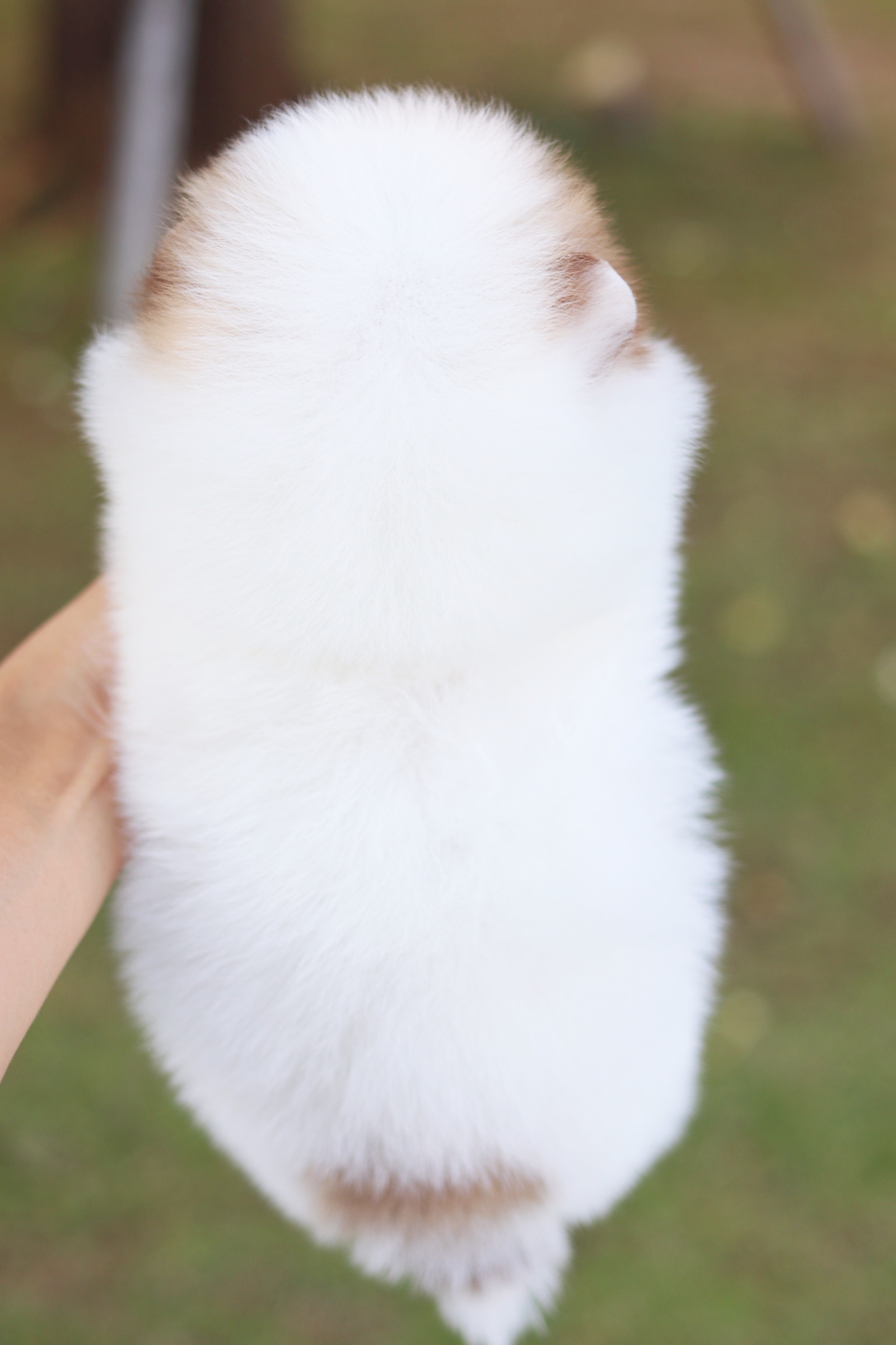 ปอมเมอเรเนียน เพศผู้ สีแฟนซีเกรดโชว์