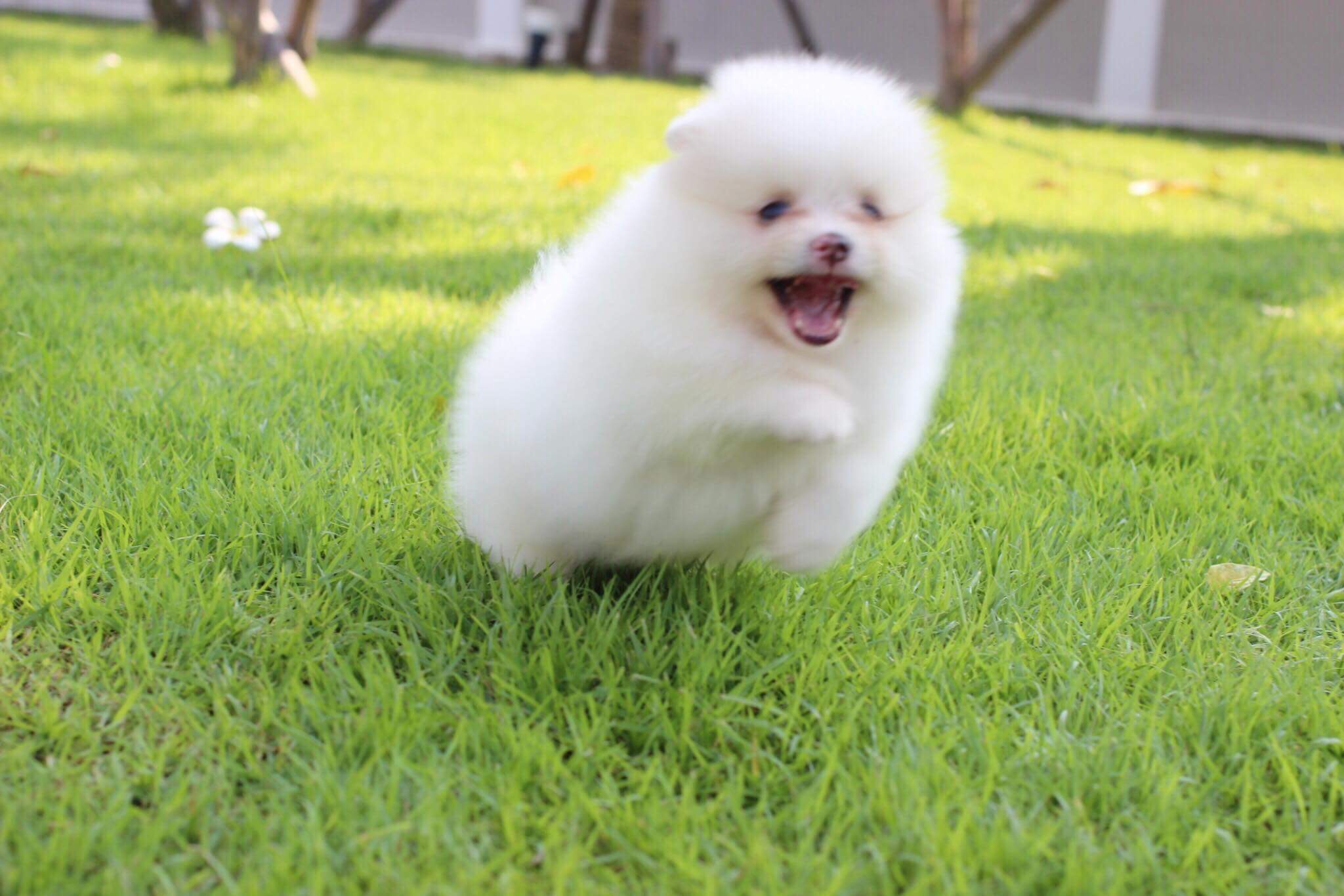 ปอมเมเรเนียน เพศผู้