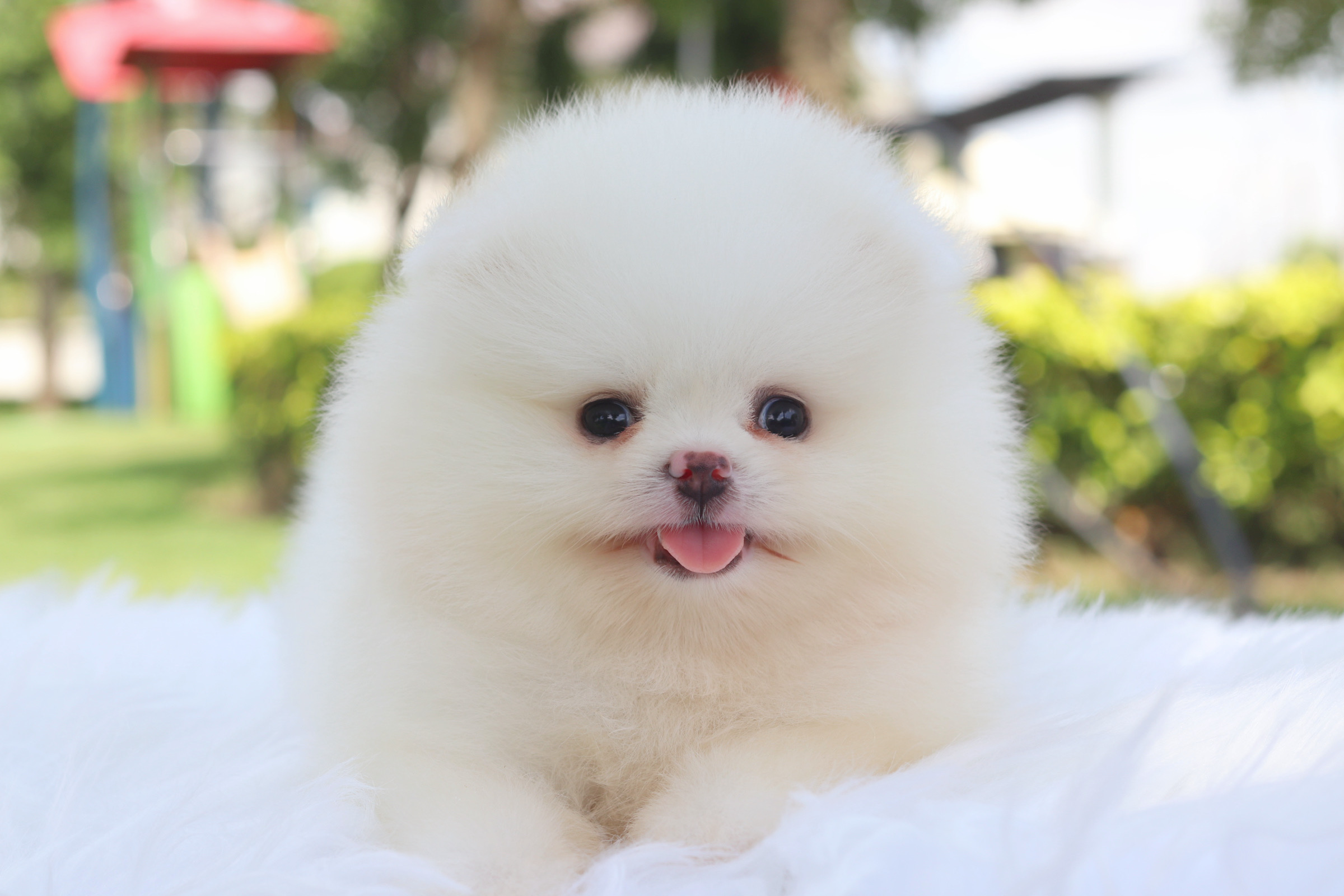 ปอมเมอเรเนียน เพศผู้สีขาวครีม