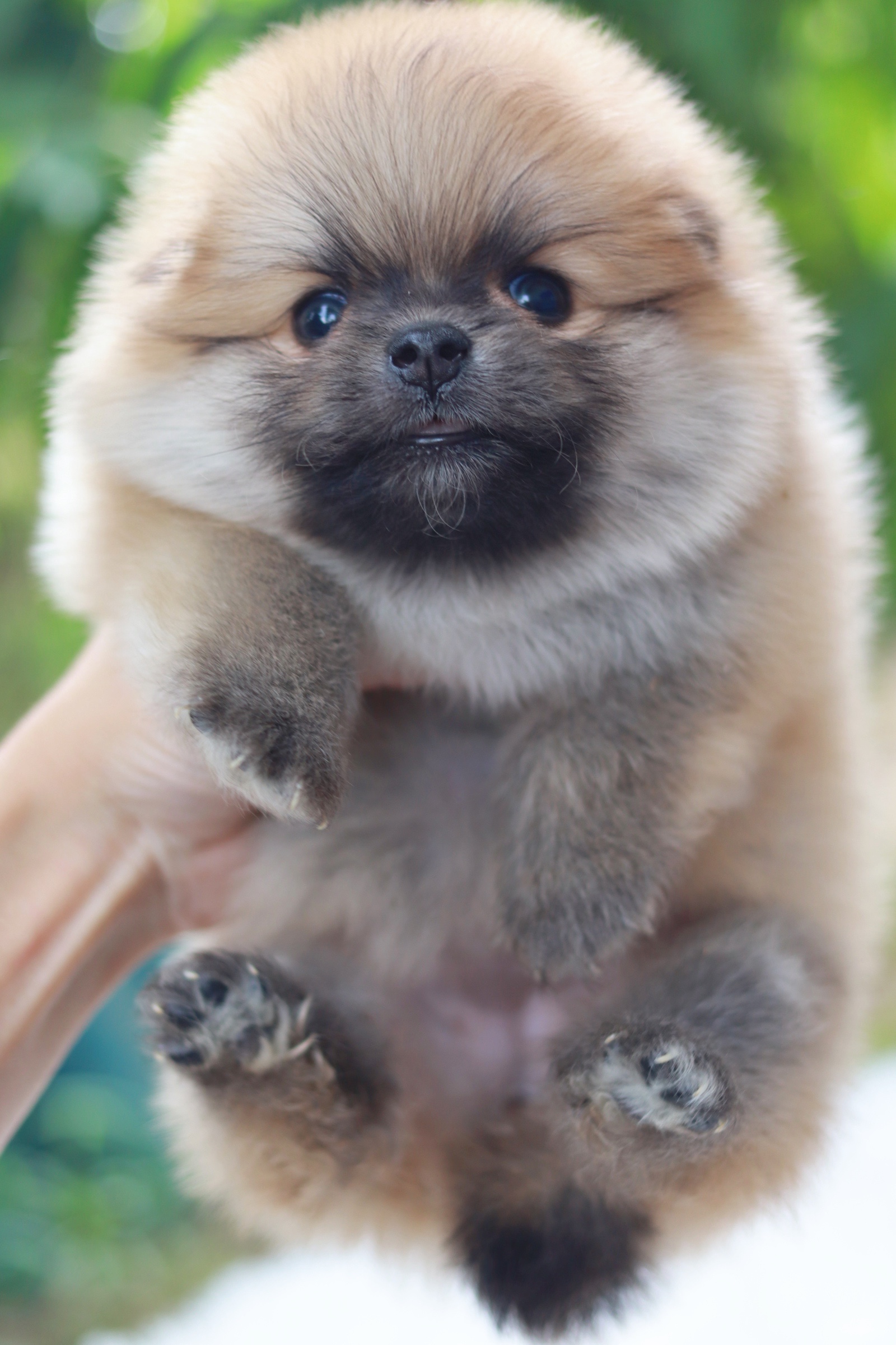 ปอมเมอเรเนียน เพศเมียสีส้ม