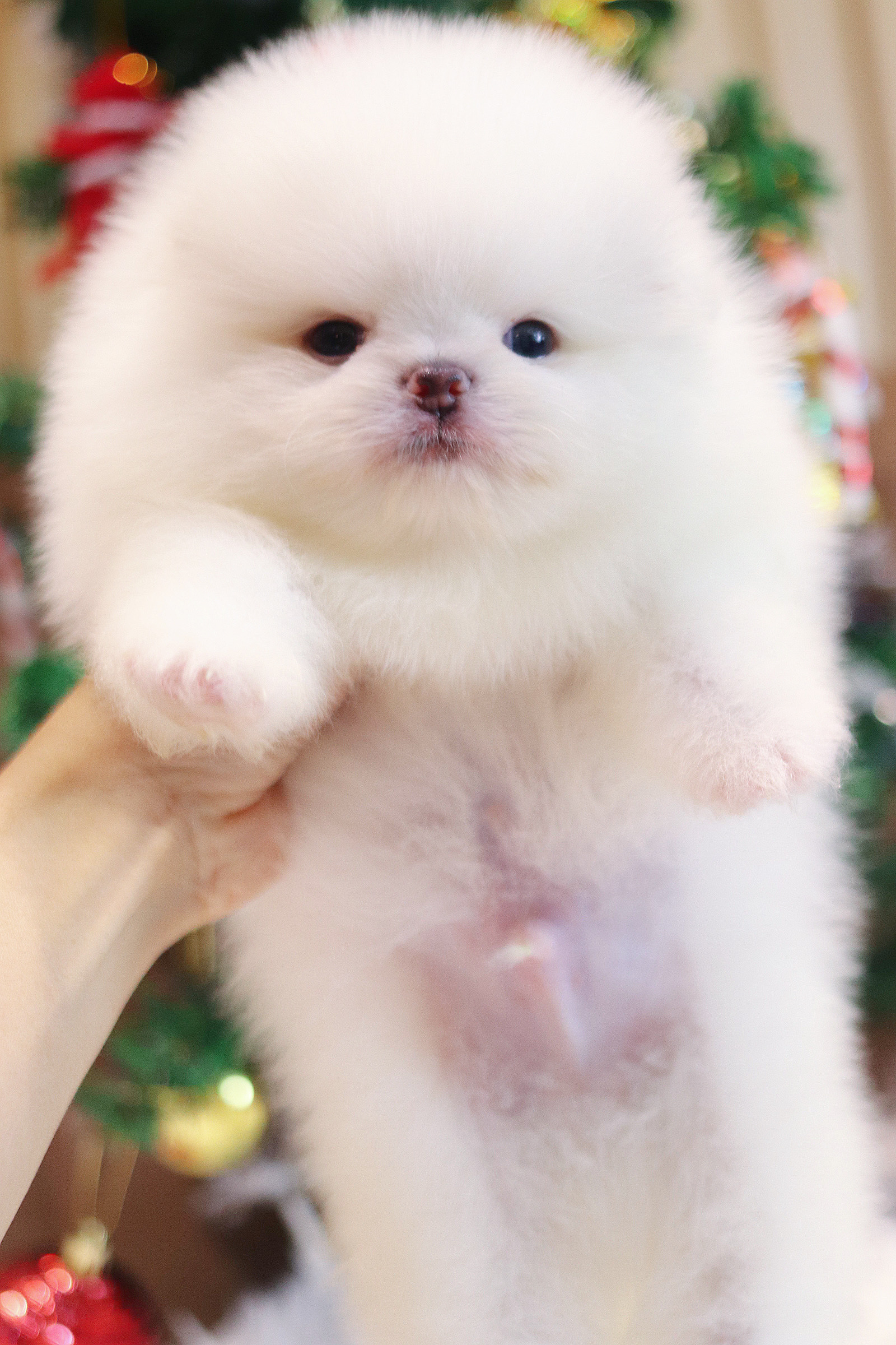 ปอมเมอเรเนียน เพศผู้สีขาวครีม เกรดโชว์